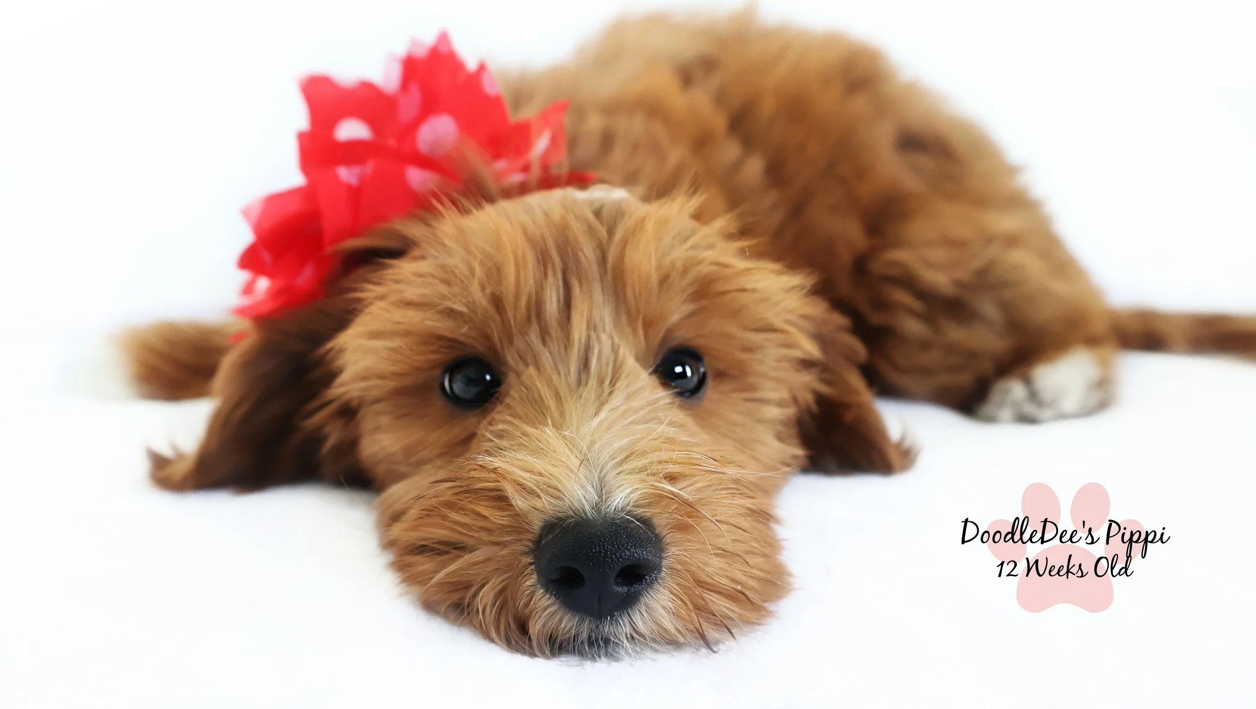 Petite Red English Goldendoodle