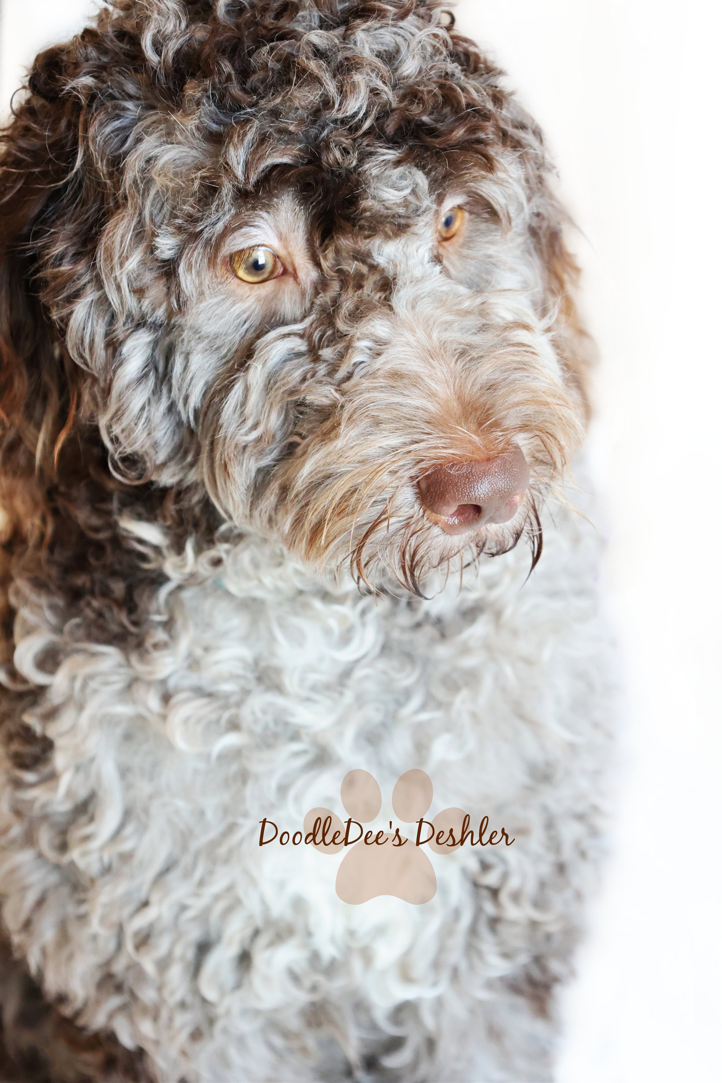 Chocolate Merle English Goldendoodle Stud