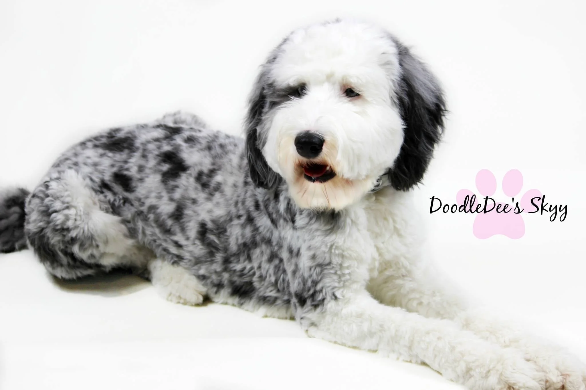Skyy- F1 Standard Sheepadoodle