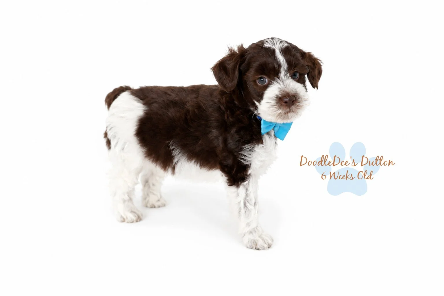 Chocolate Roan English Goldendoodle Stud