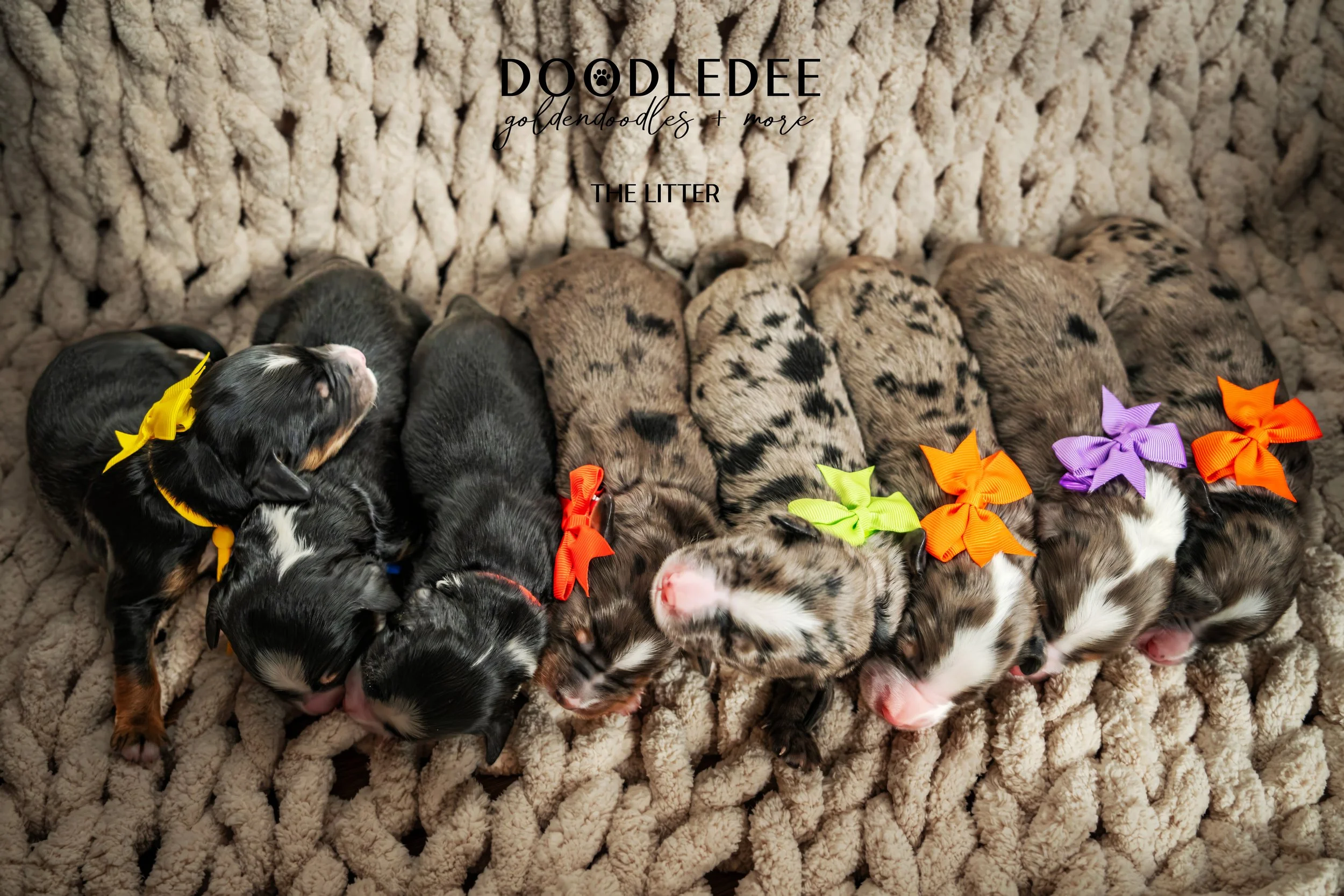 Merle Bernedoodle puppies