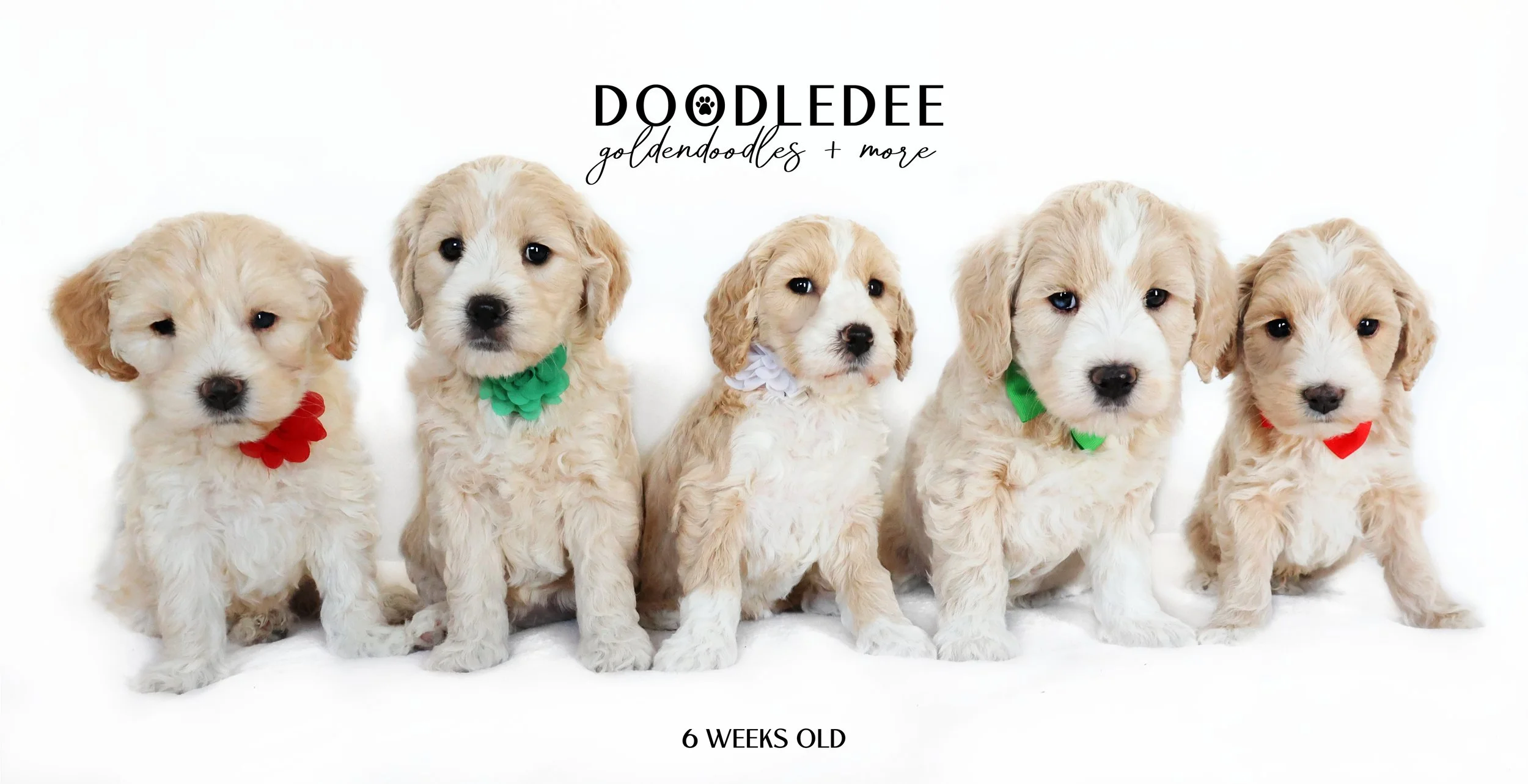 Mini English Goldendoodles AVAILABLE $2,500