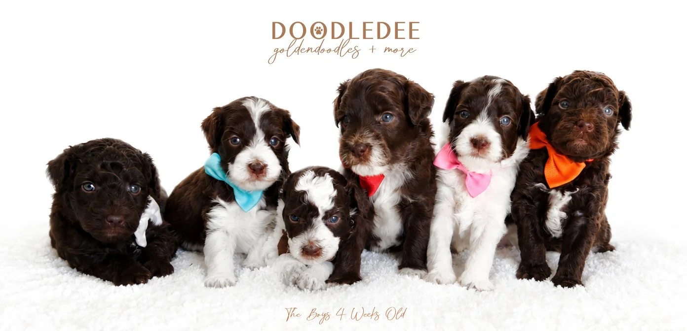 Micro Mini & Petite English Goldendoodles