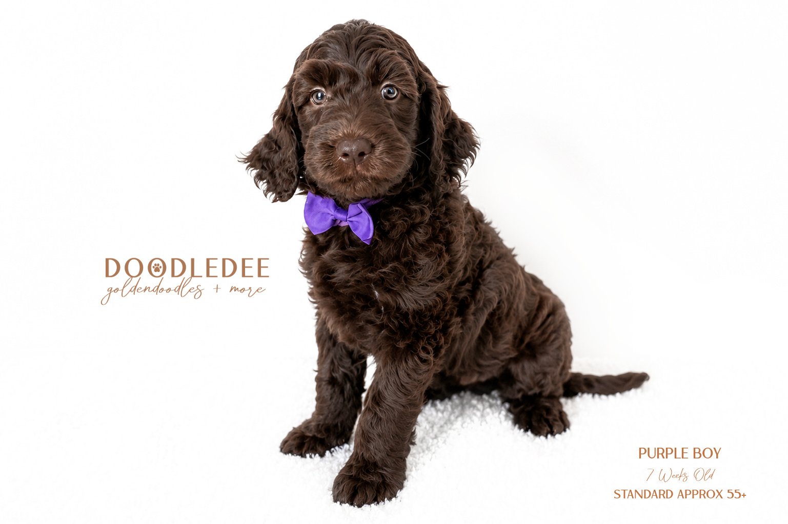 Standard English Goldendoodle AVAILABLE $3,000
