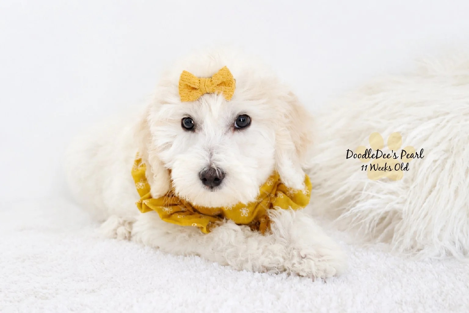 Mini English Cream Goldendoodle
11 Weeks Old 4.4#