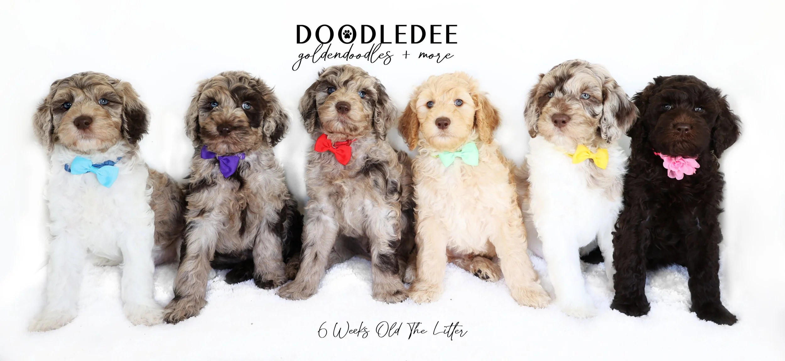 English Goldendoodle Puppies - Gypsy