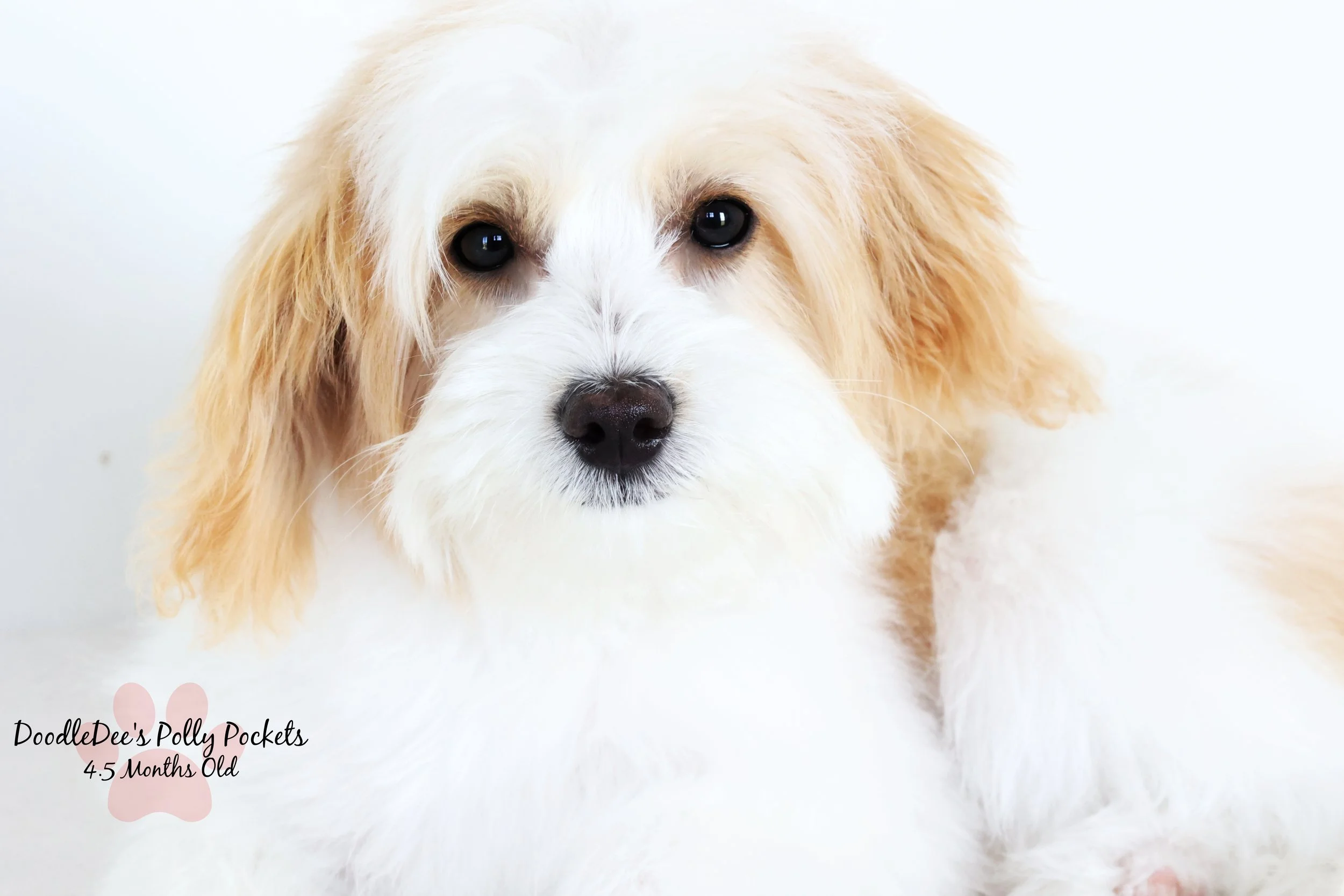 Micro Mini Bernedoodle - 8#