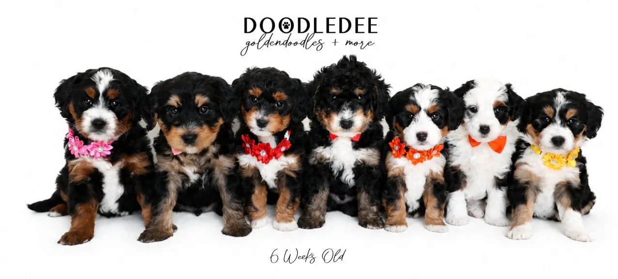 Mini Bernedoodle Puppies SOLD