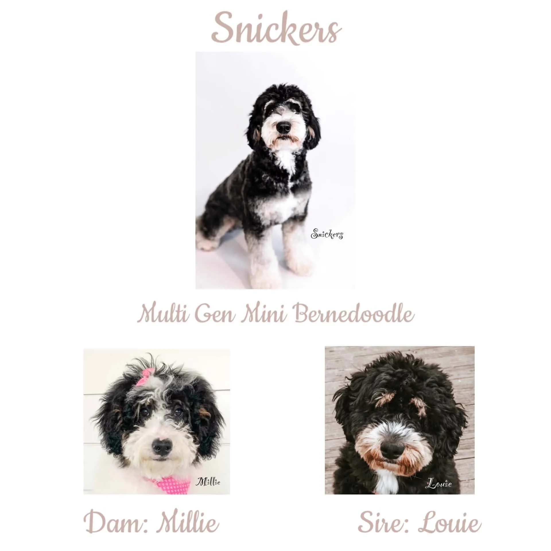 Snickers Parents