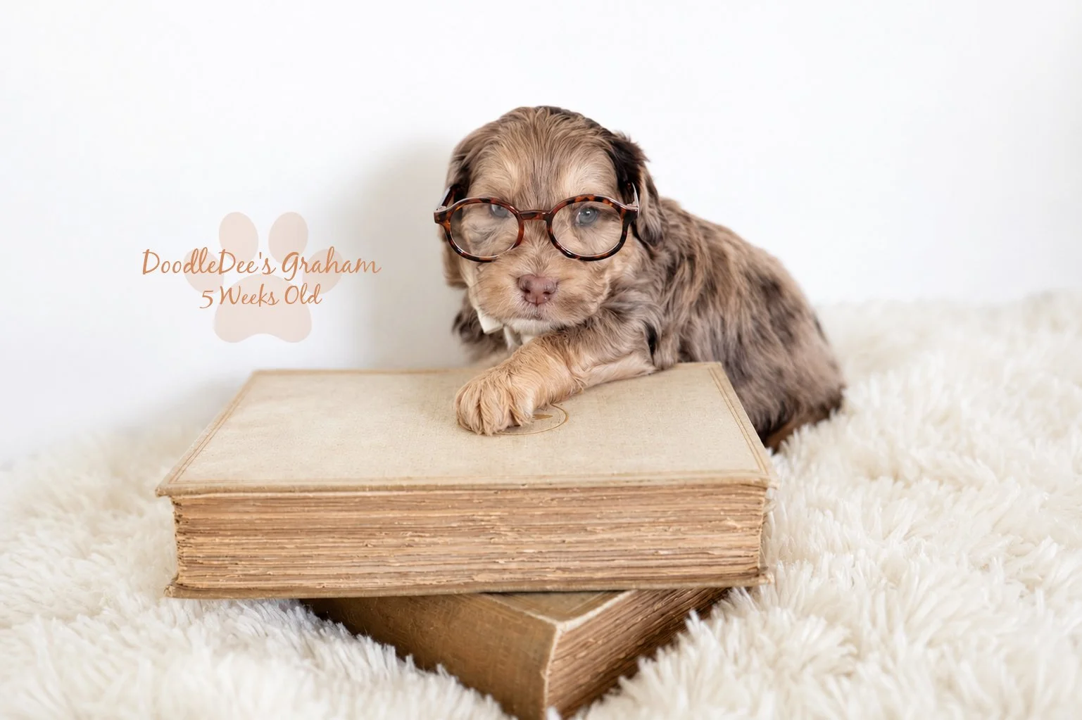 Mini Chocolate Phantom Merle English Goldendoodle Stud