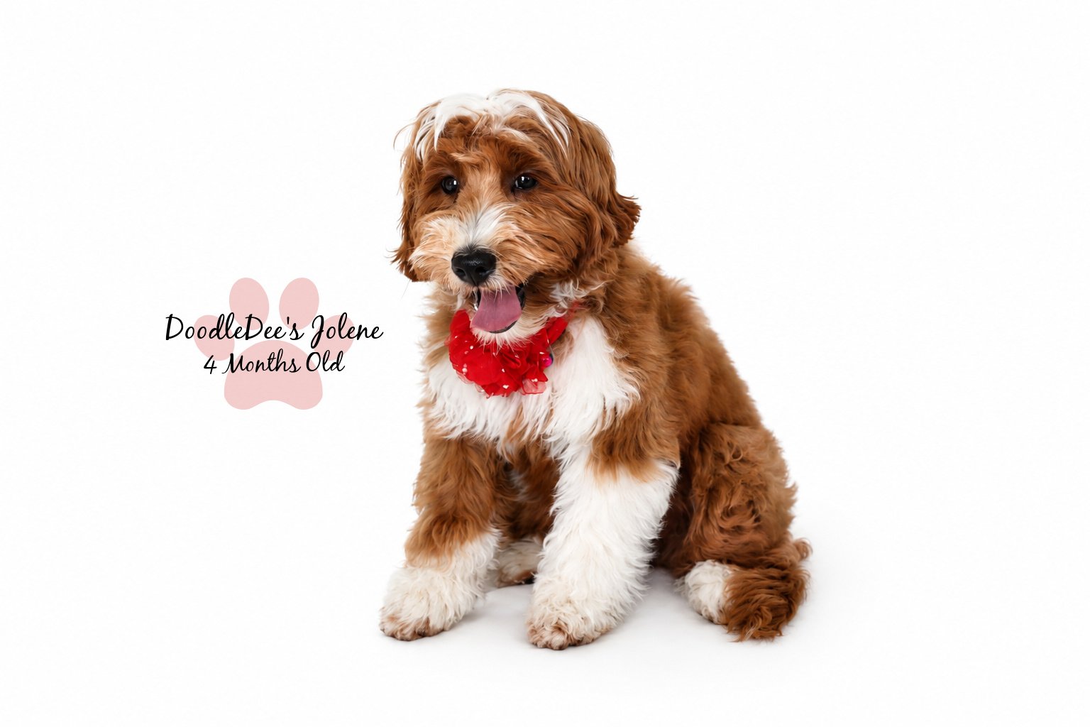 Petite English Goldendoodle 4 Months 15 Lbs