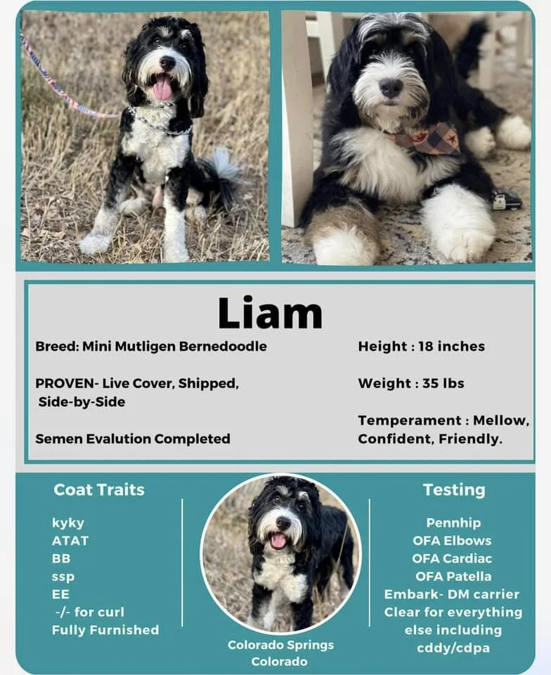 Bock Sire- Liam