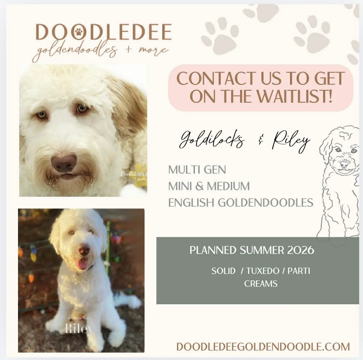 medium English goldendoodle