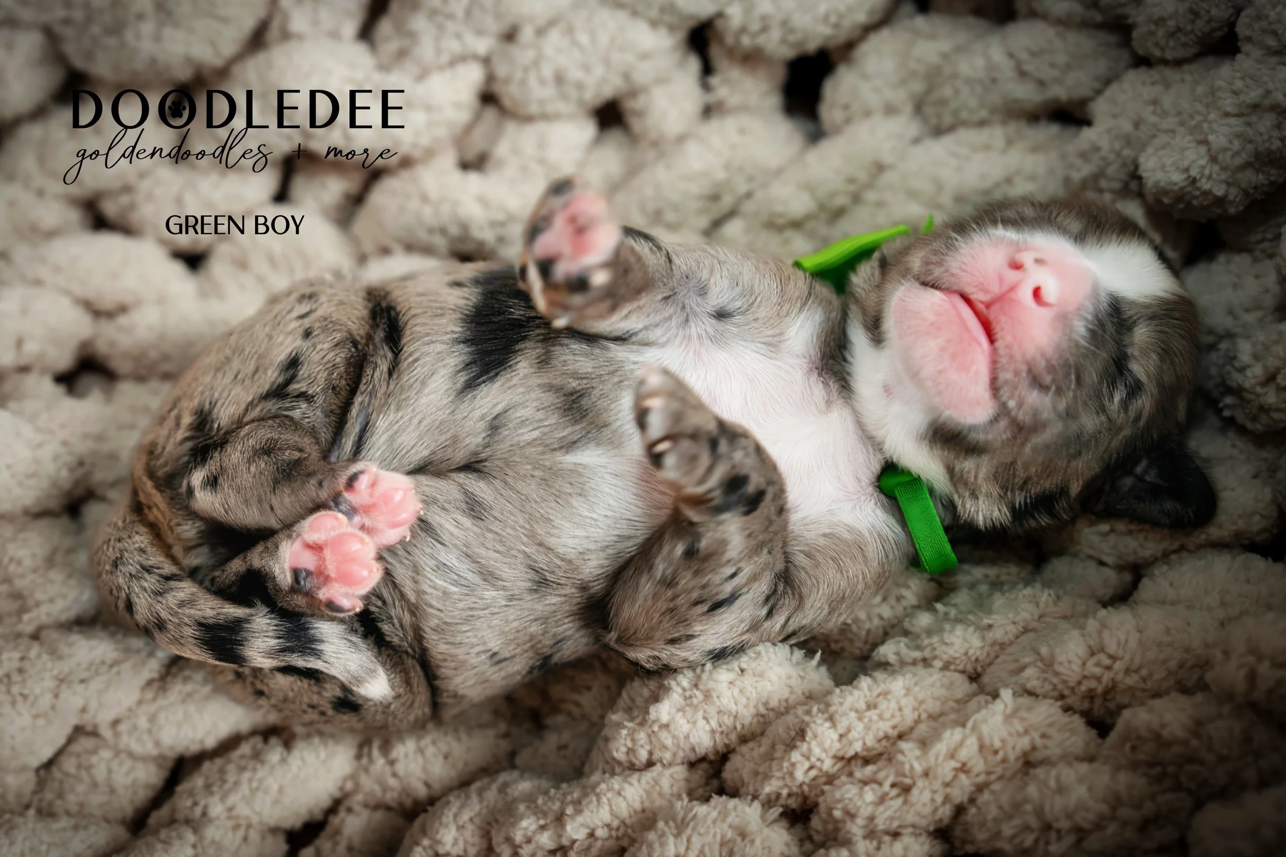 Merle Bernedoodle puppies