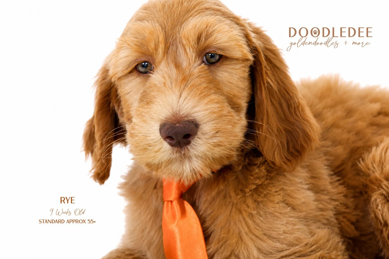 Standard English Goldendoodle AVAILABLE $2,500 SALE 