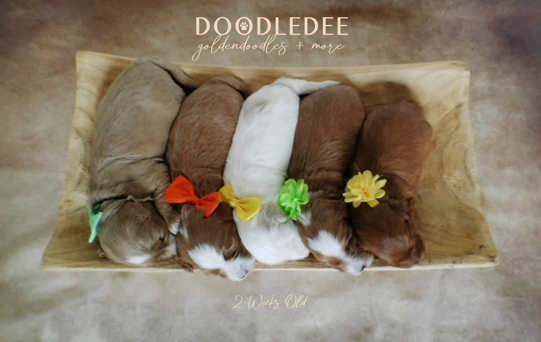 English Goldendoodle Puppies