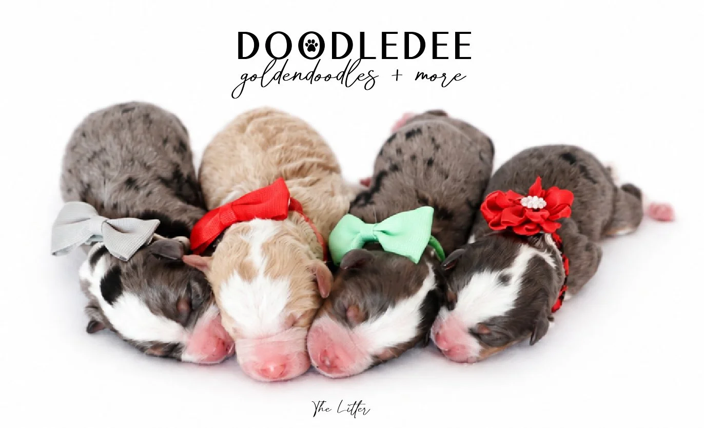 Micro Mini Bernedoodle Puppies | Petite Bernedoodle Puppies