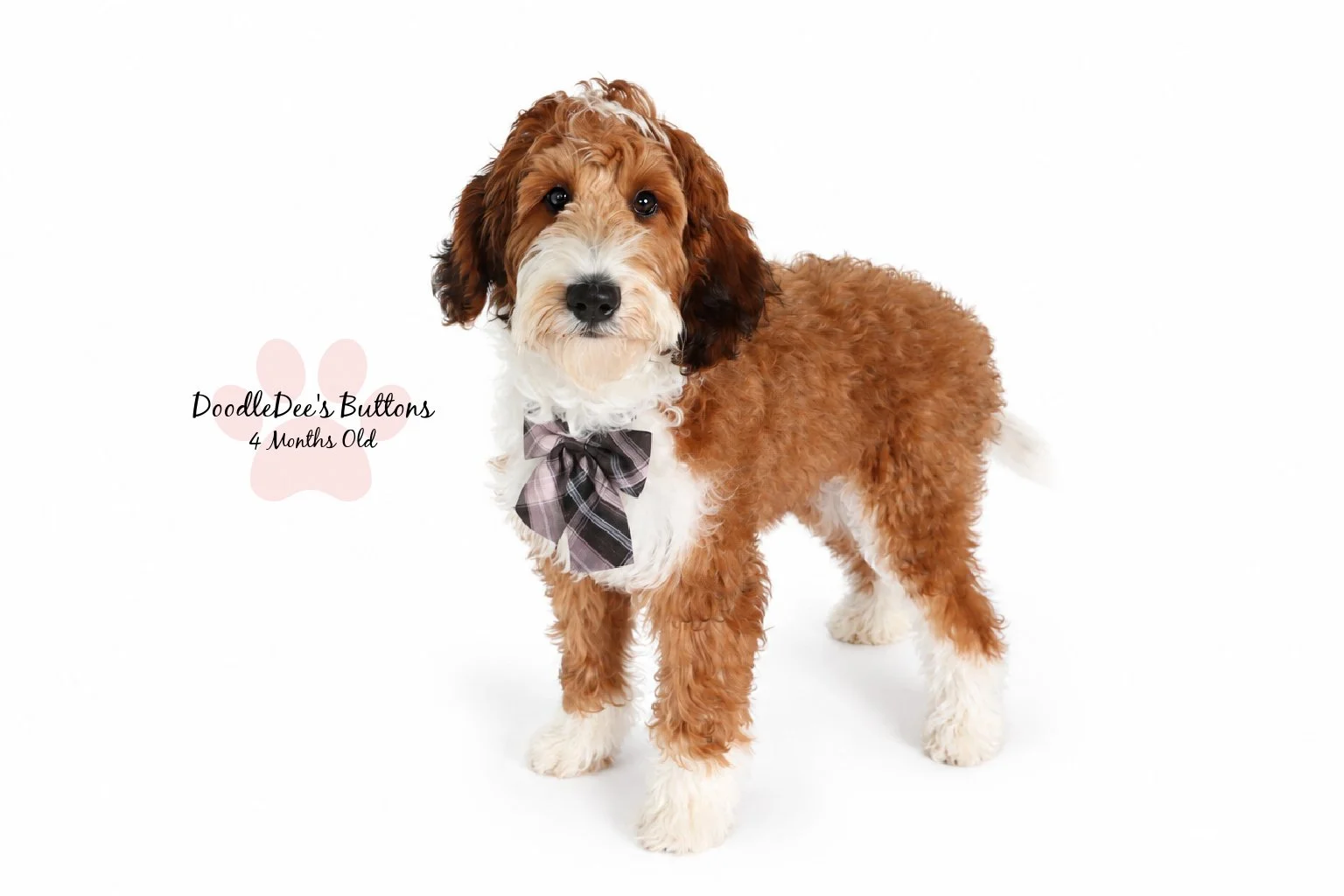 Sable Bernedoodle- Buttons 4 Months Old 
21 Lbs