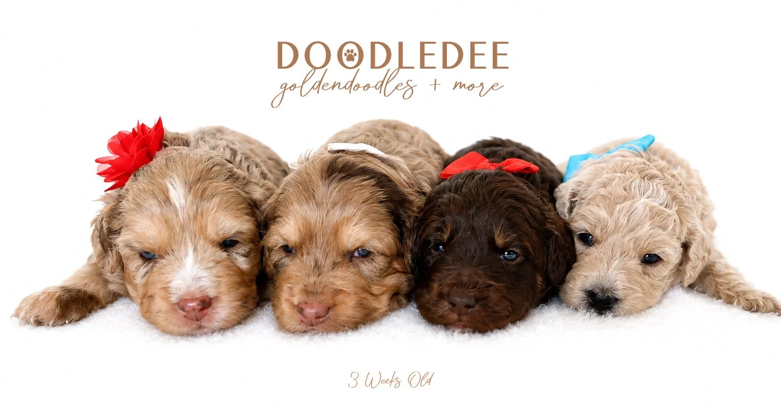 3 weeks LITTER-5.jpg