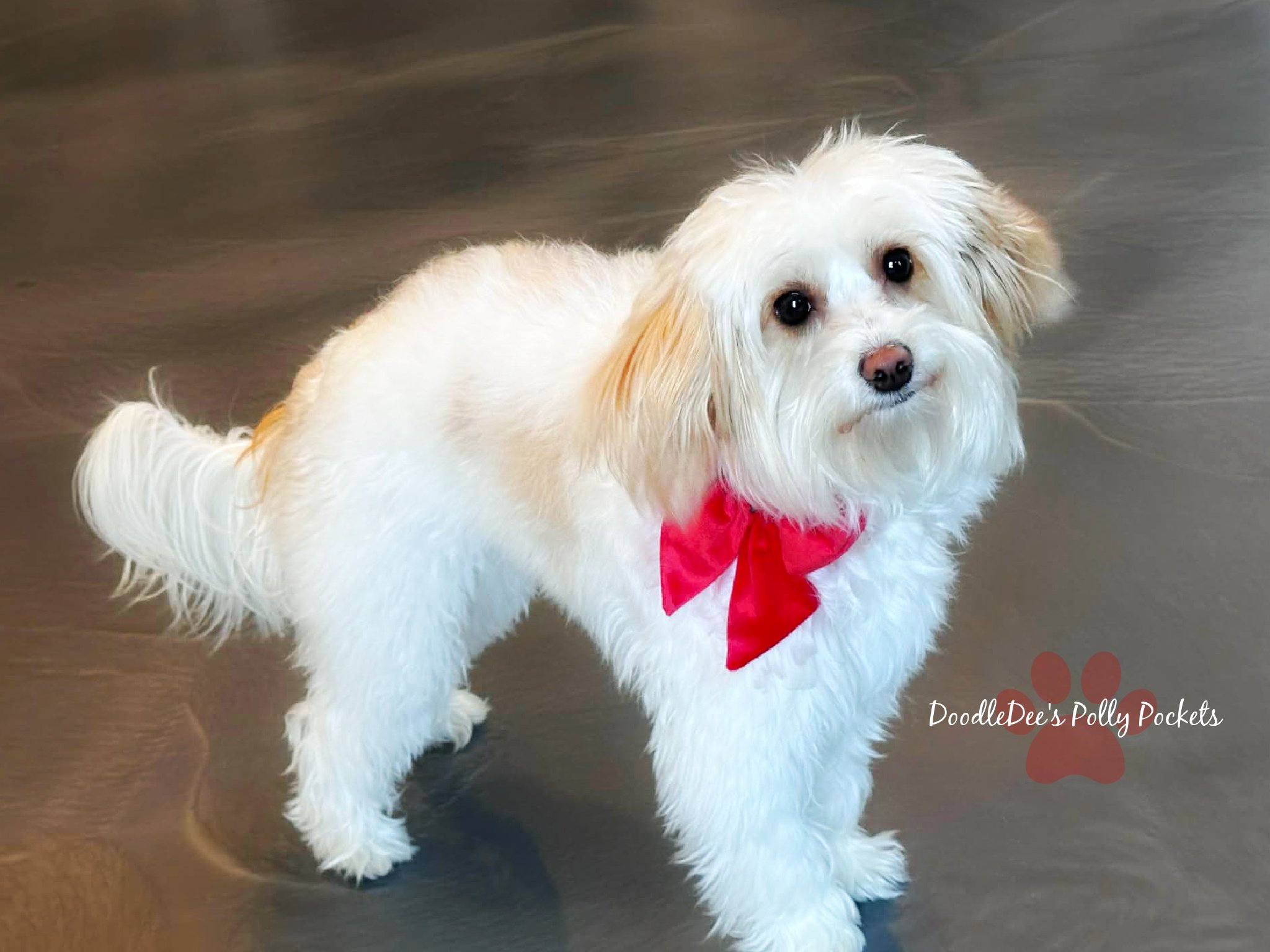 Micro Mini Bernedoodle