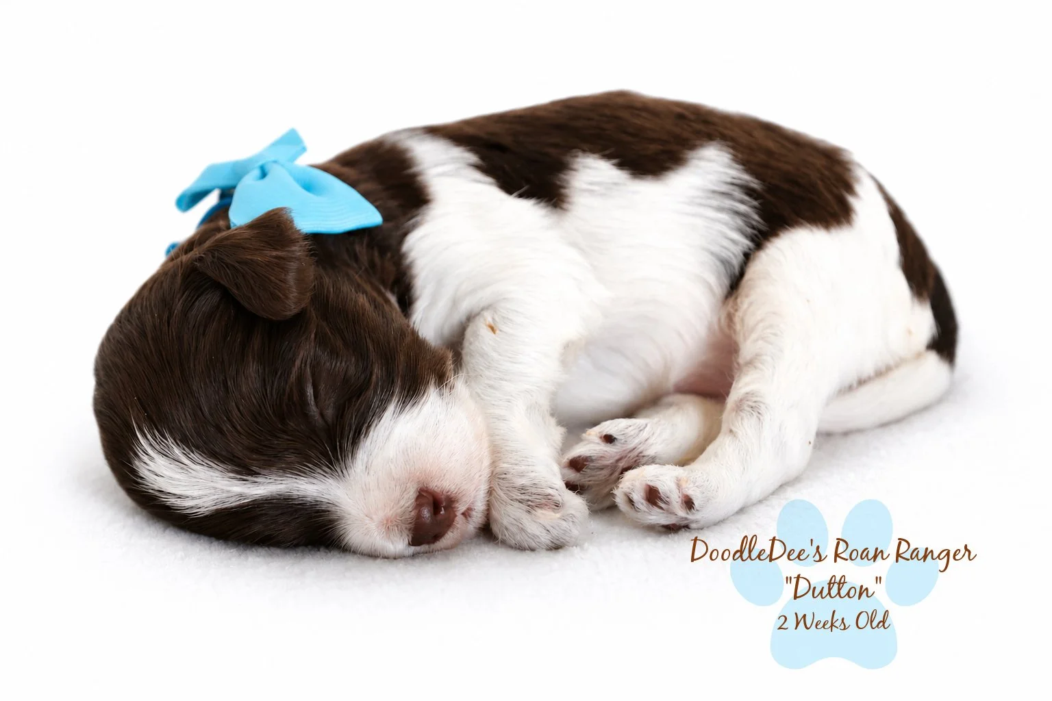 Chocolate Roan English Goldendoodle