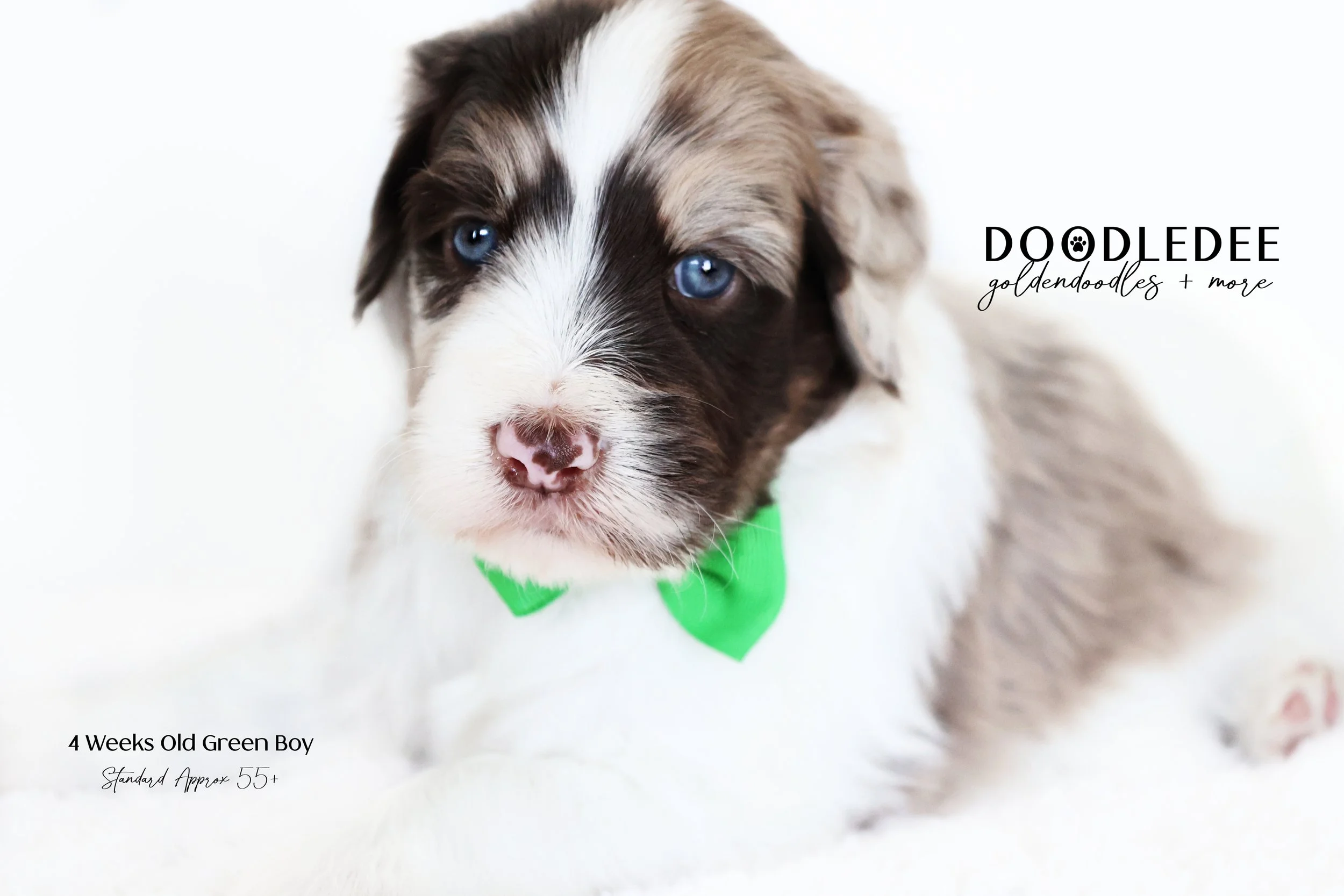 Standard English Goldendoodle AVAILABLE $3,000