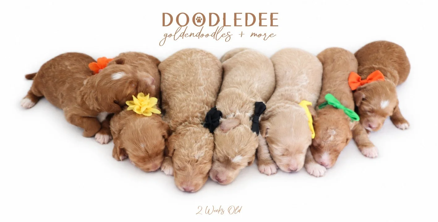 Mini English Goldendoodle Puppies | Medium English Goldendoodle Puppies