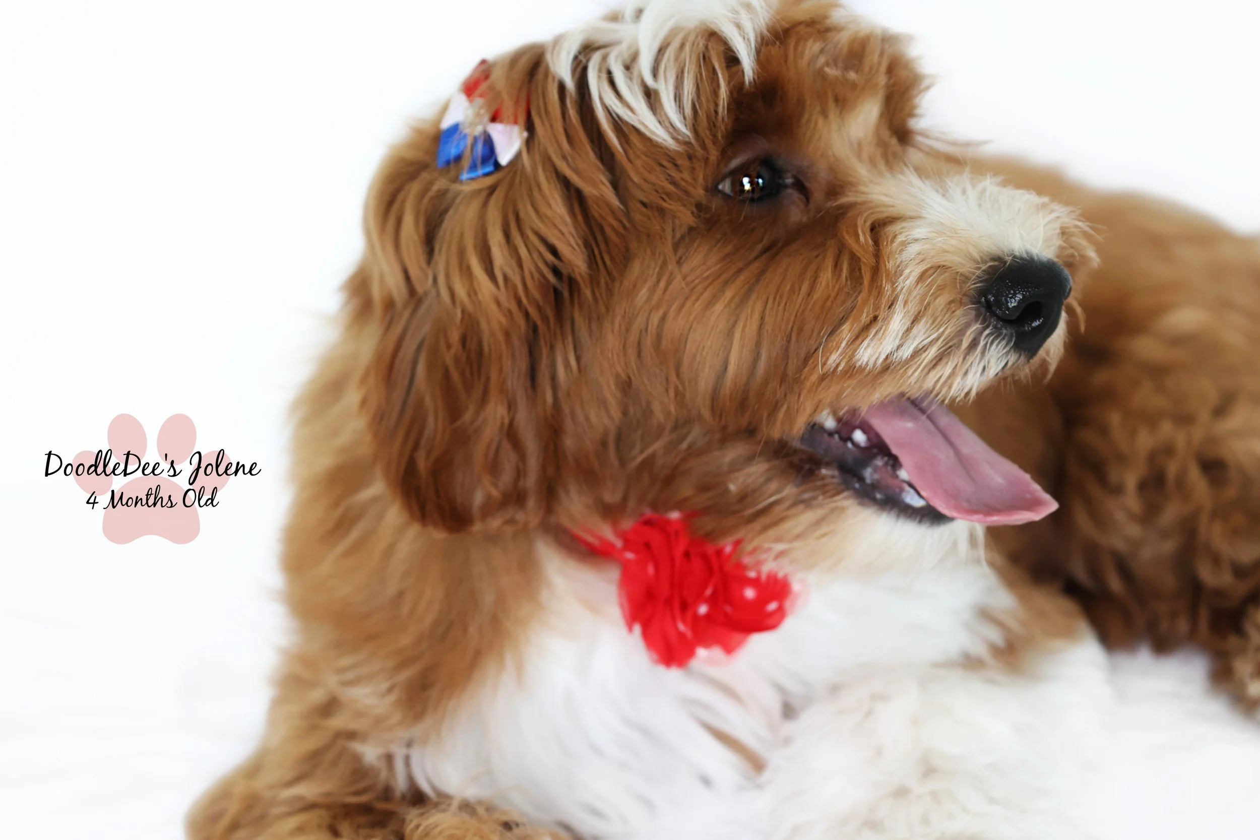 Petite English Goldendoodle 4 Months 15 Lbs
