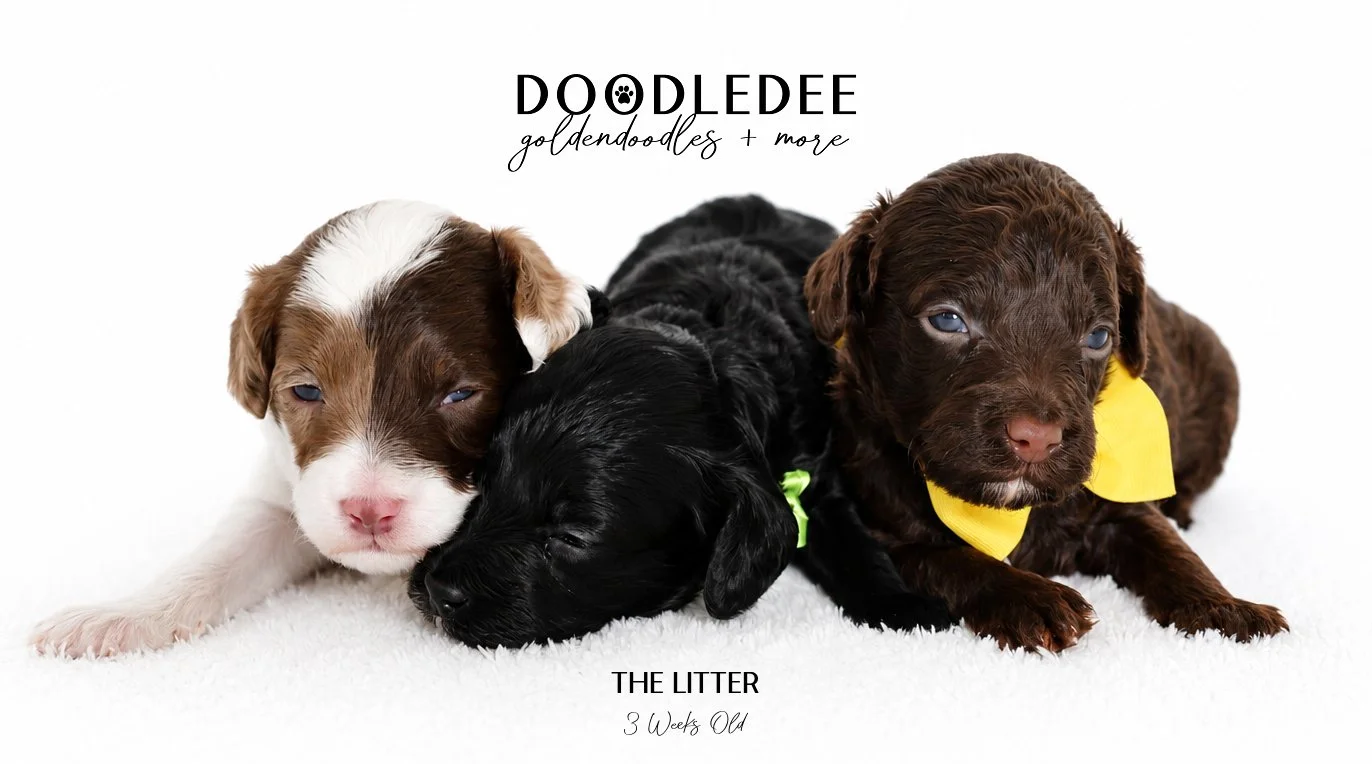 Micro Mini English Goldendoodle