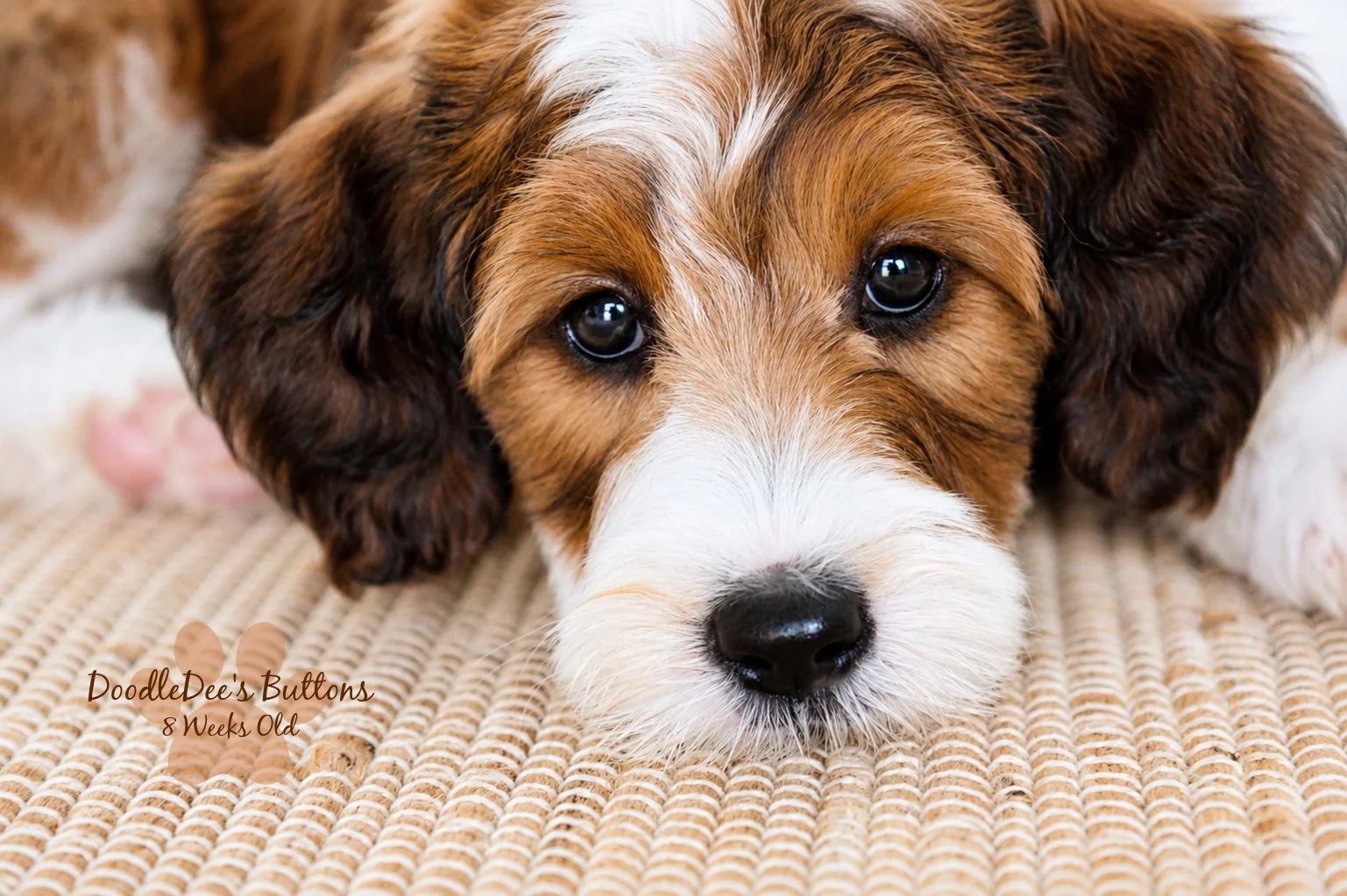 Sable Bernedoodle- Buttons 8 Weeks Old
