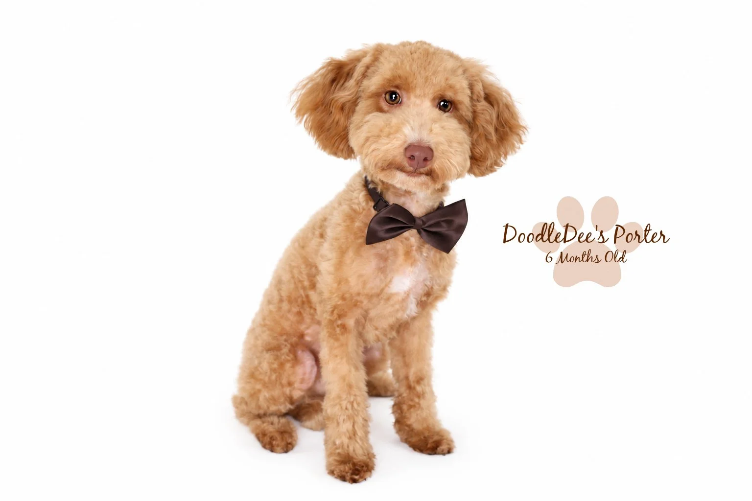 Mini Poodle Stud | 6.7 lbs
