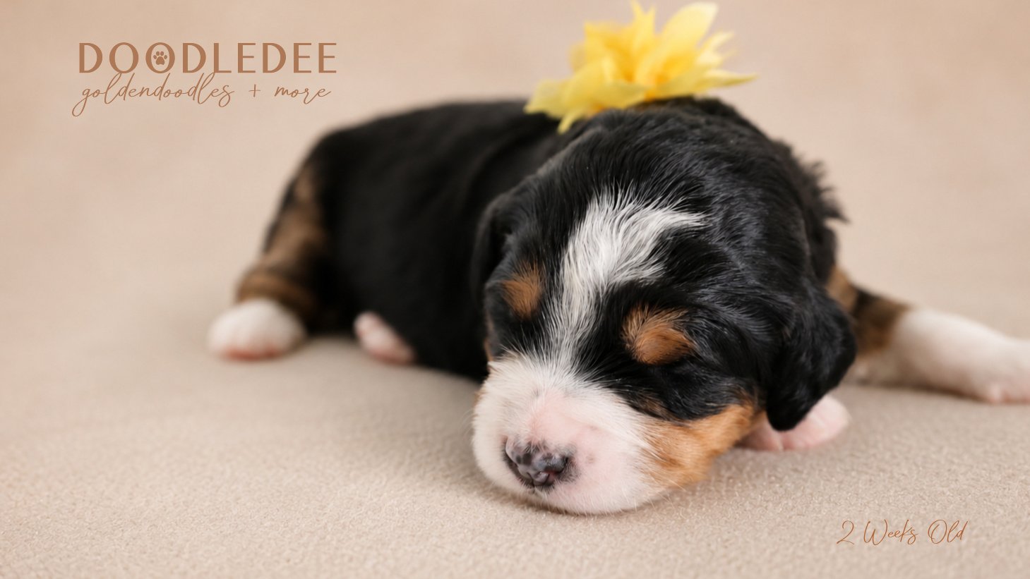 Mini Bernedoodle Puppies