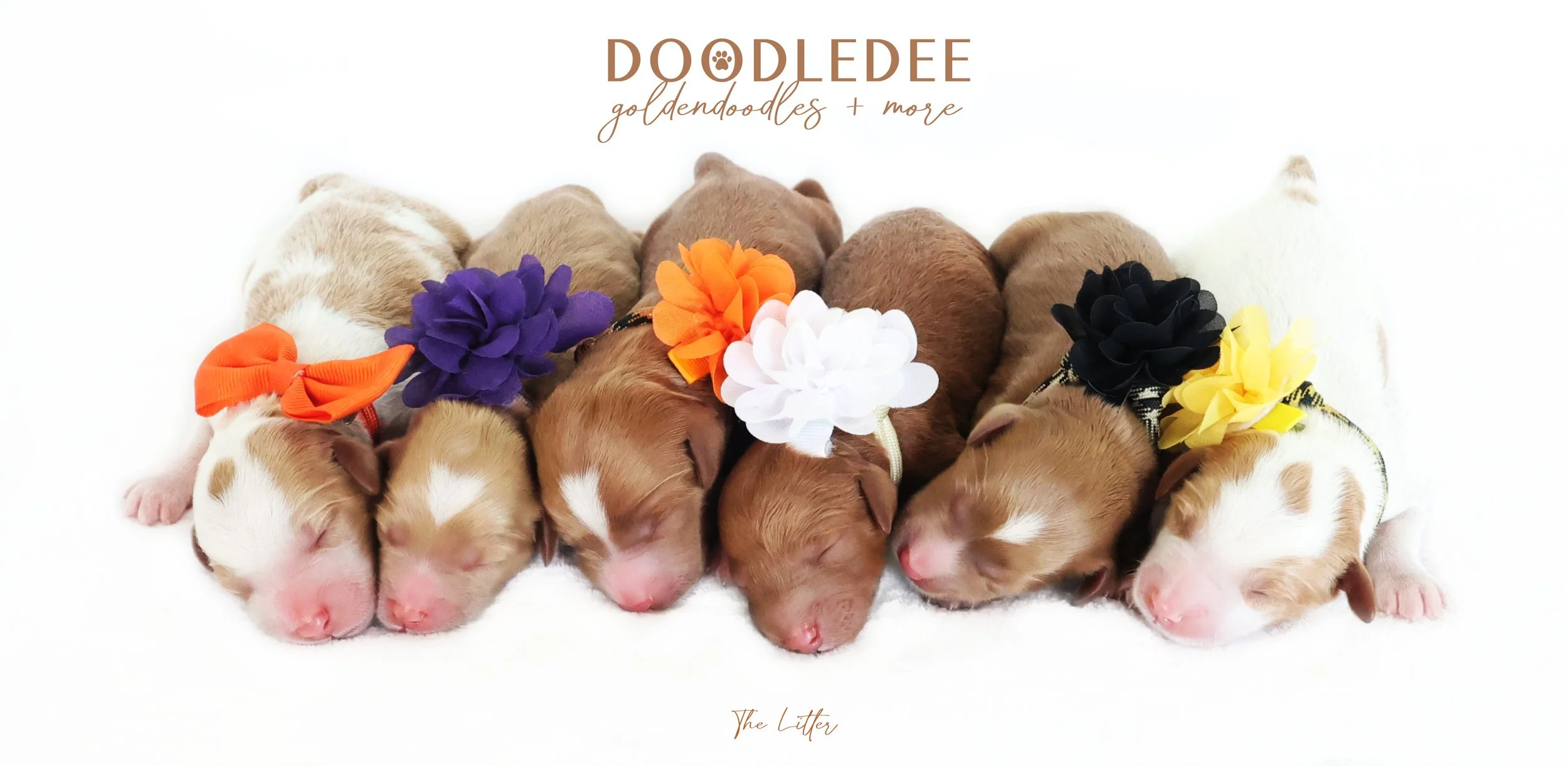 English Goldendoodle Puppies- The Litter