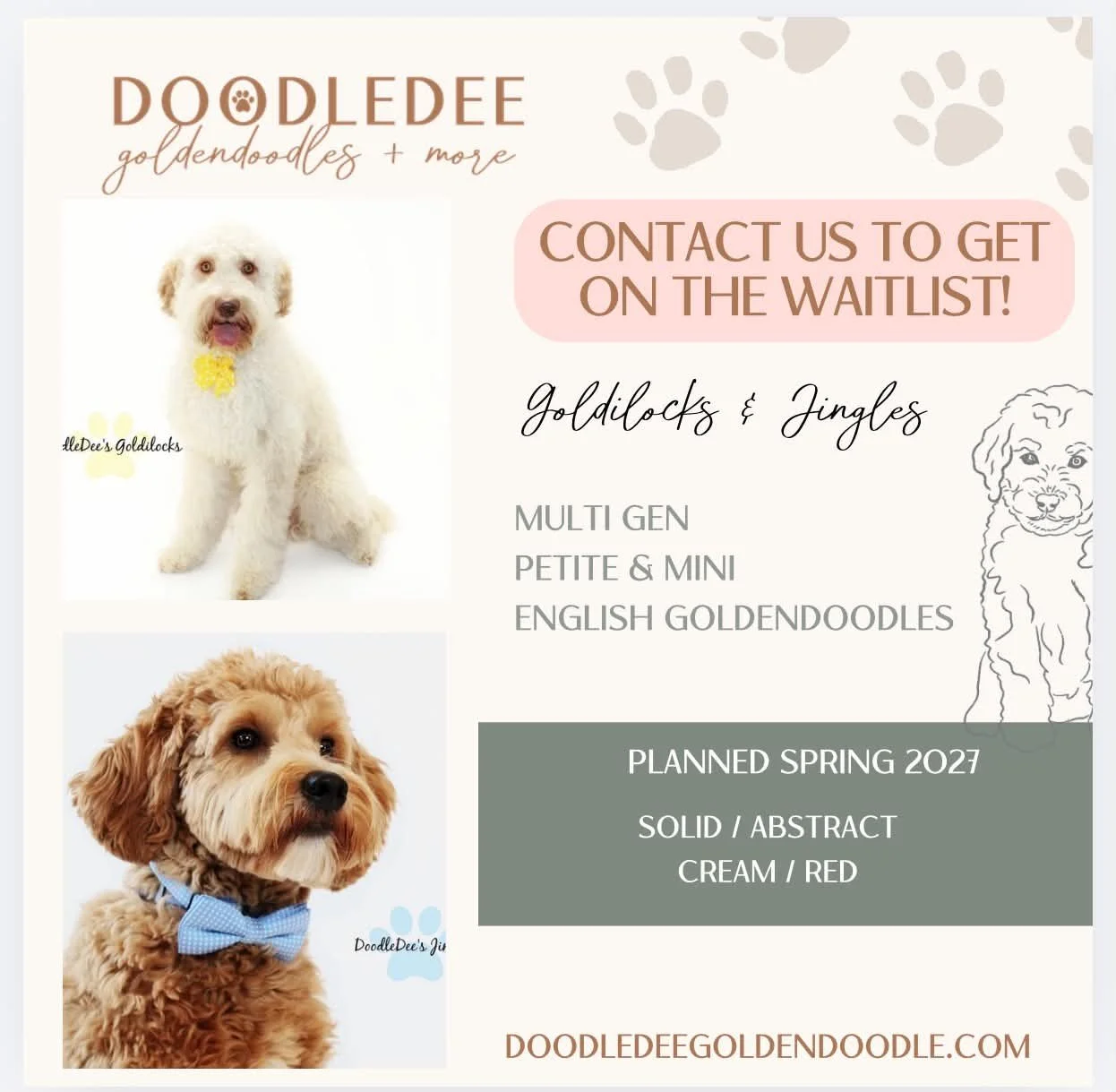 Petite English Goldendoodle Puppies | Mini English Goldendoodle Puppies