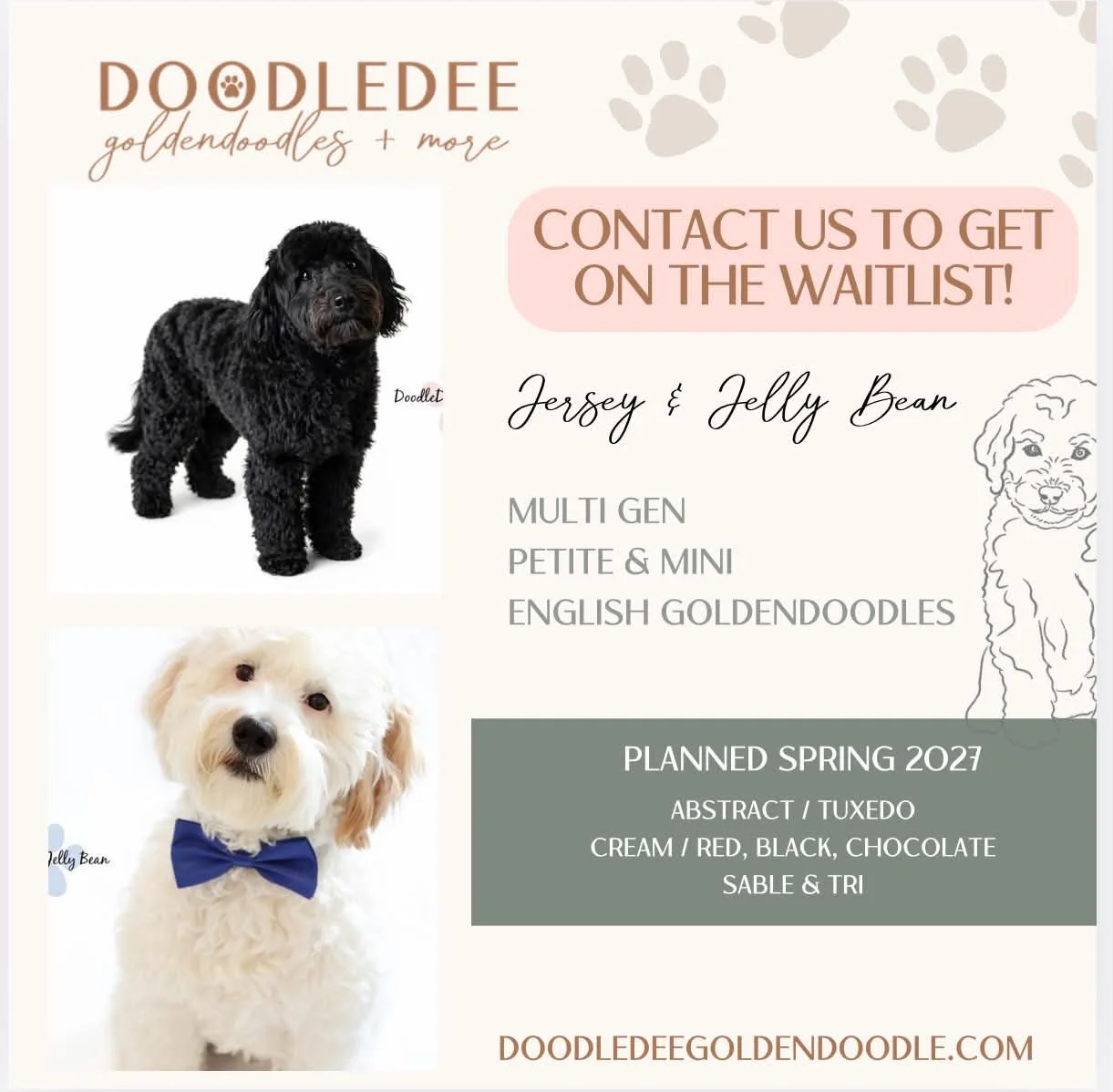 Petite English Goldendoodle Puppies | Mini English Goldendoodle Puppies