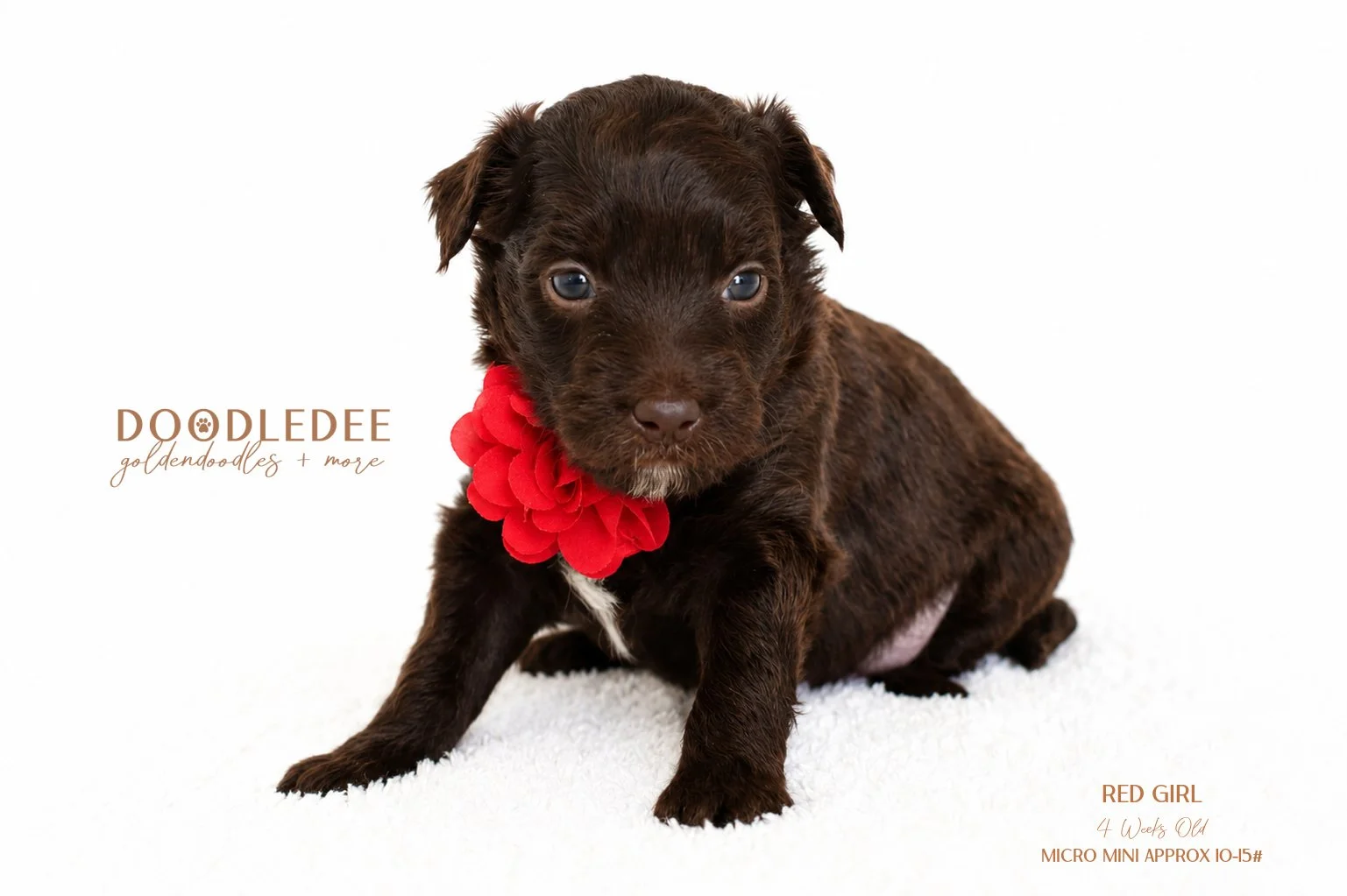 Micro Mini Goldendoodle AVAILABLE $3,500