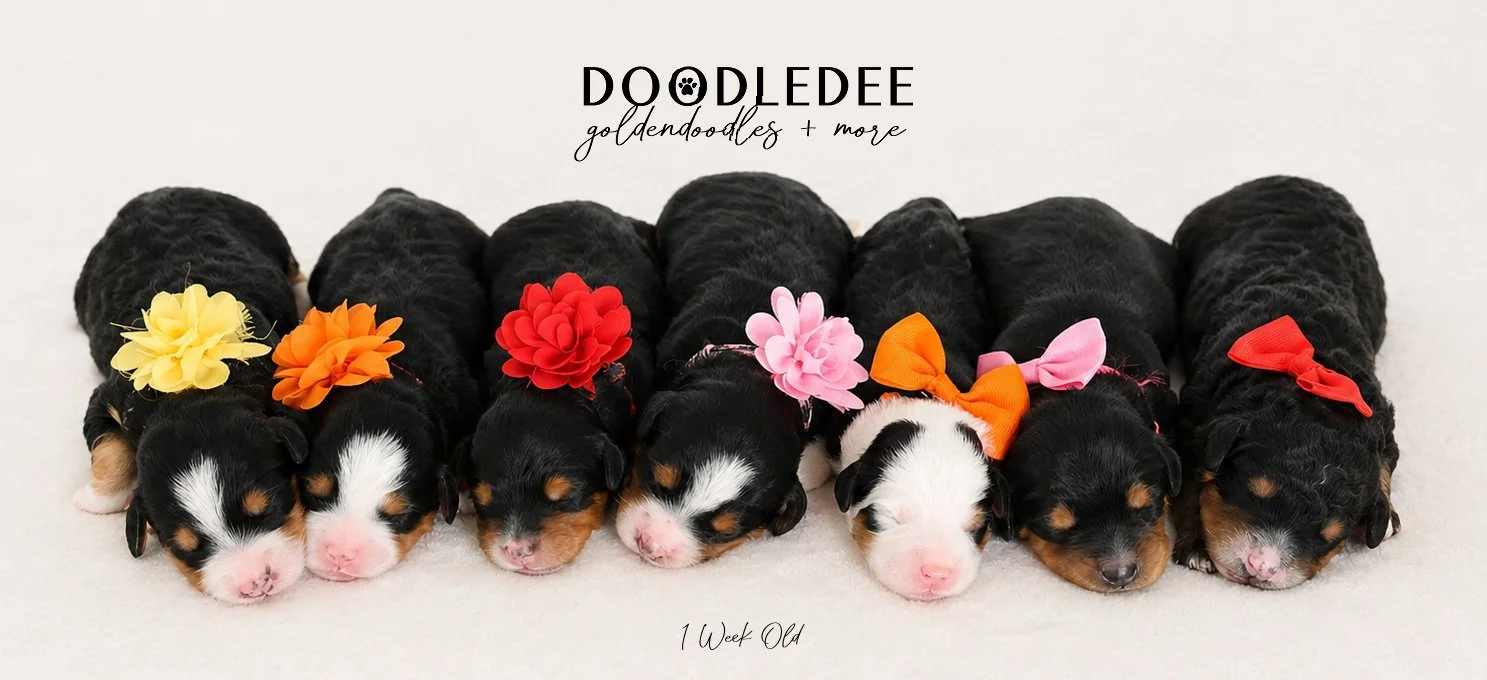 Mini Bernedoodle Puppies