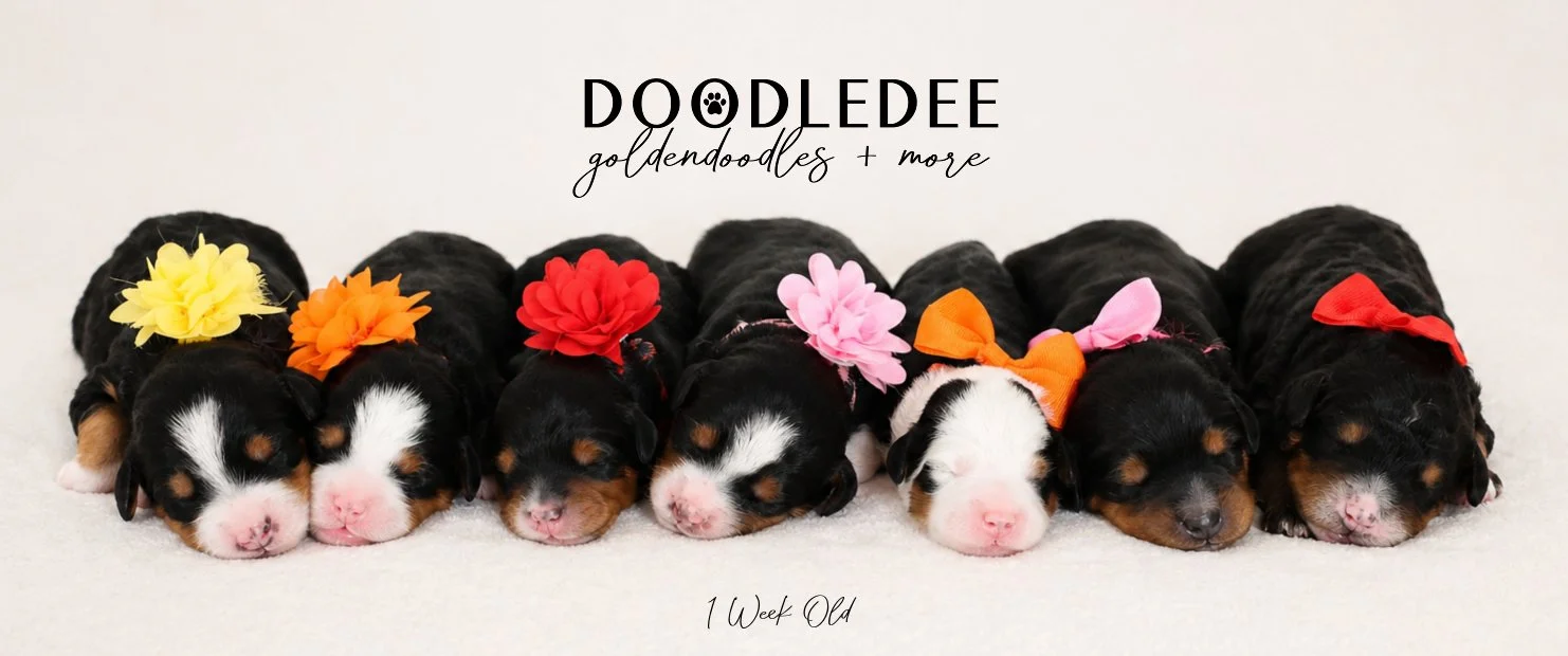 Mini Bernedoodle Puppies