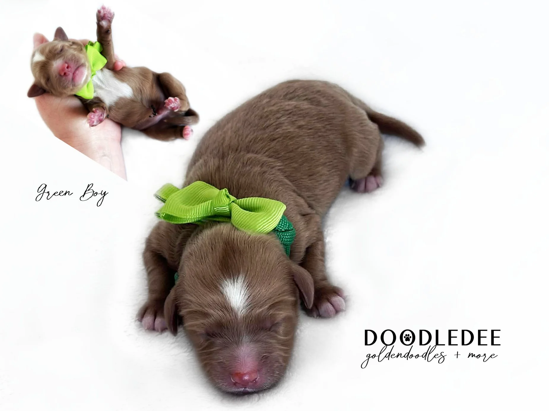 English Goldendoodle Puppies