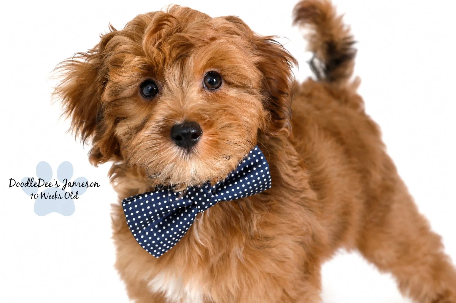 Micro Mini Sable English Goldendoodle