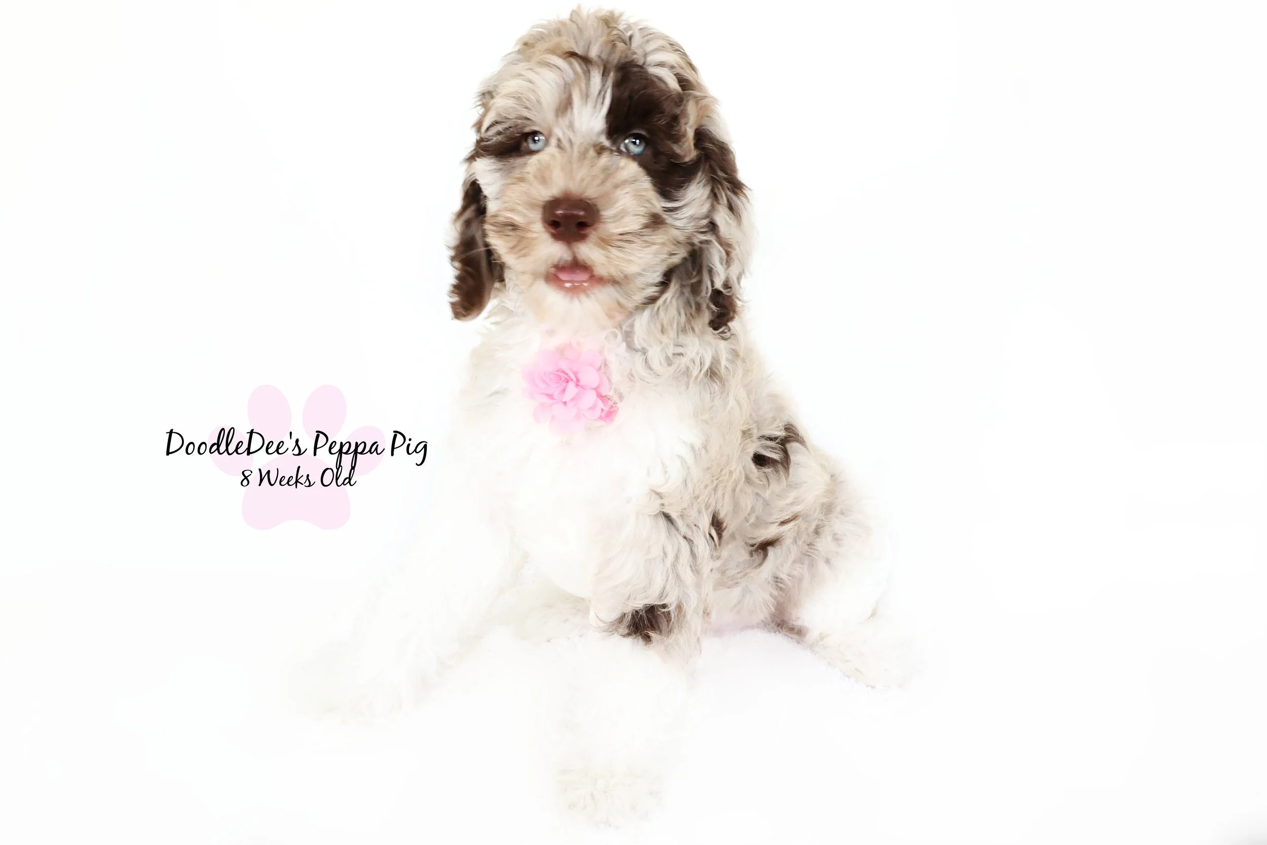 Chocolate Merle English Goldendoodle