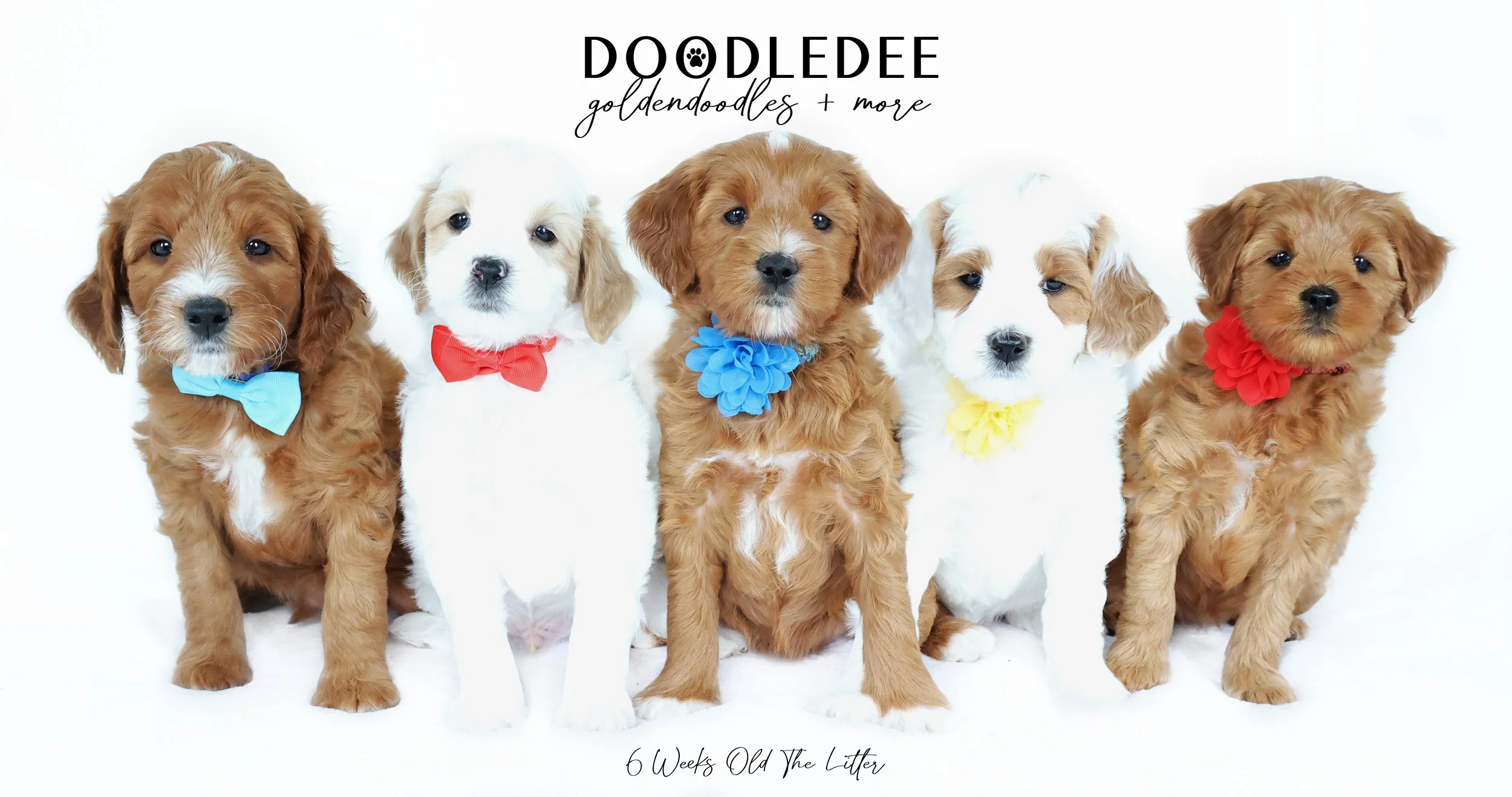 PAST Julep & Duffy Puppies