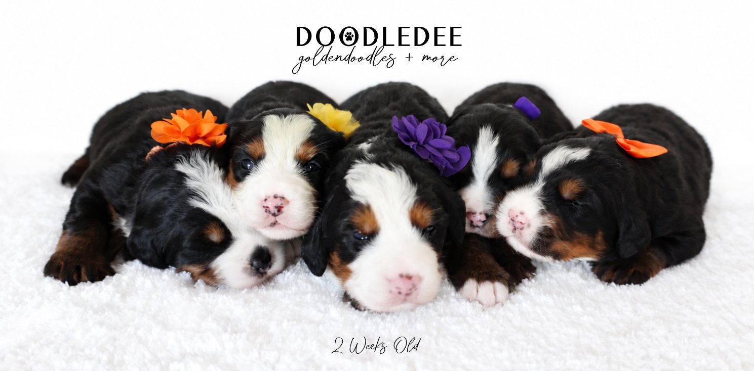 Mini Bernedoodle | Medium Bernedoodle | Standard Bernedoodle