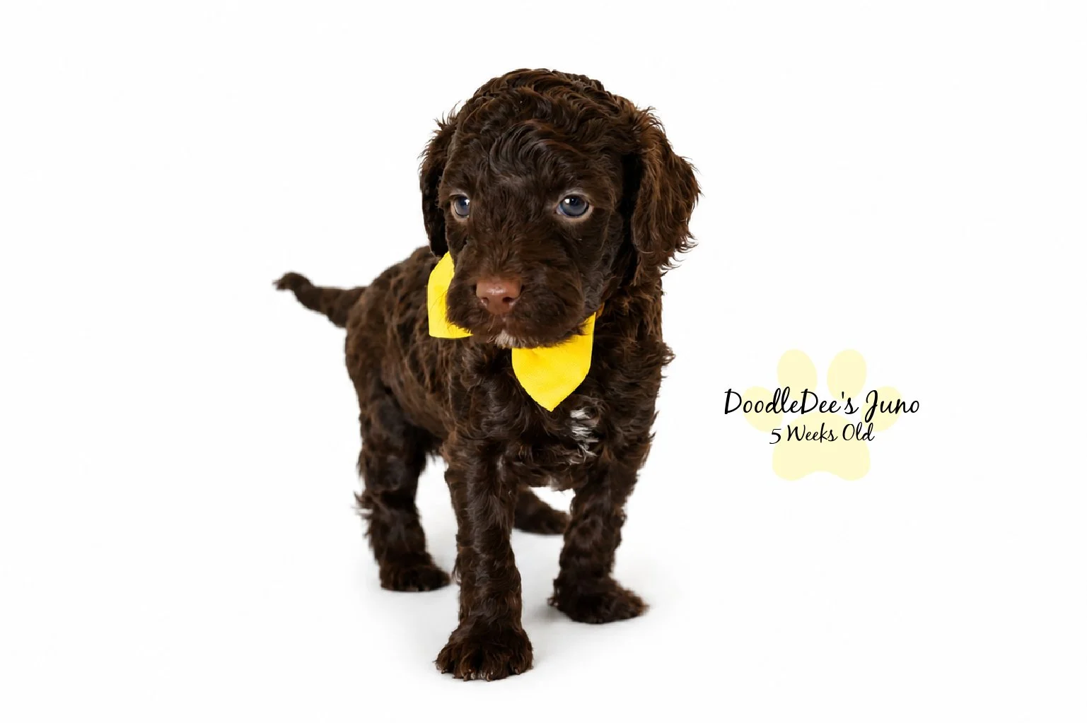 Micro Mini English Goldendoodles BREEDER HOLD