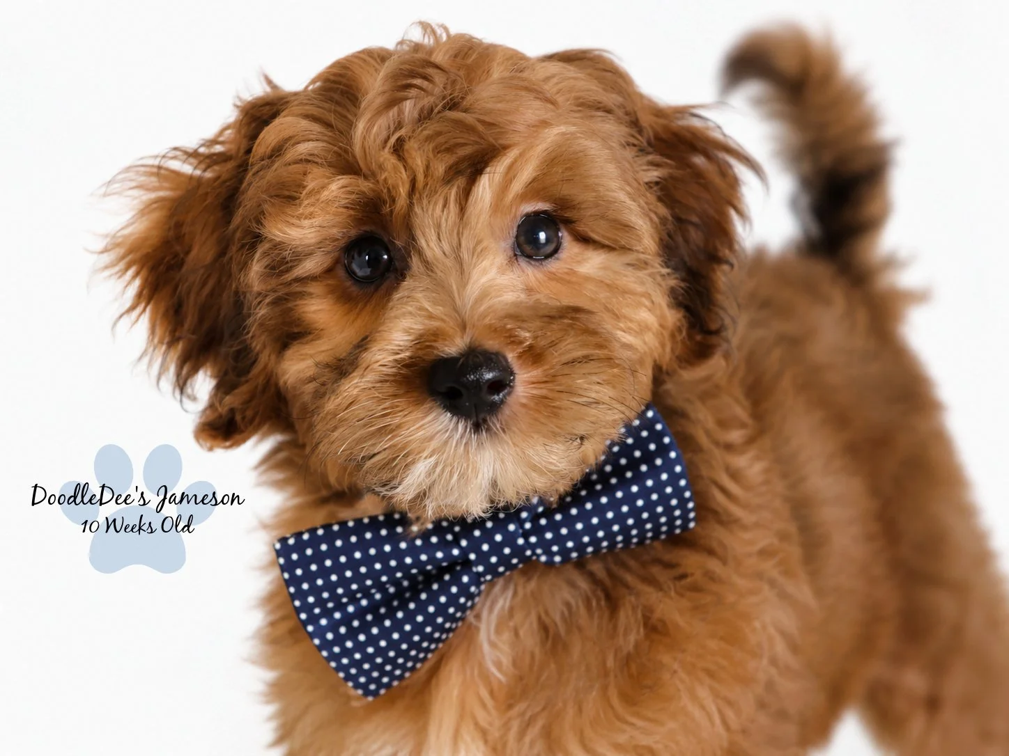 Micro Mini Sable English Goldendoodle