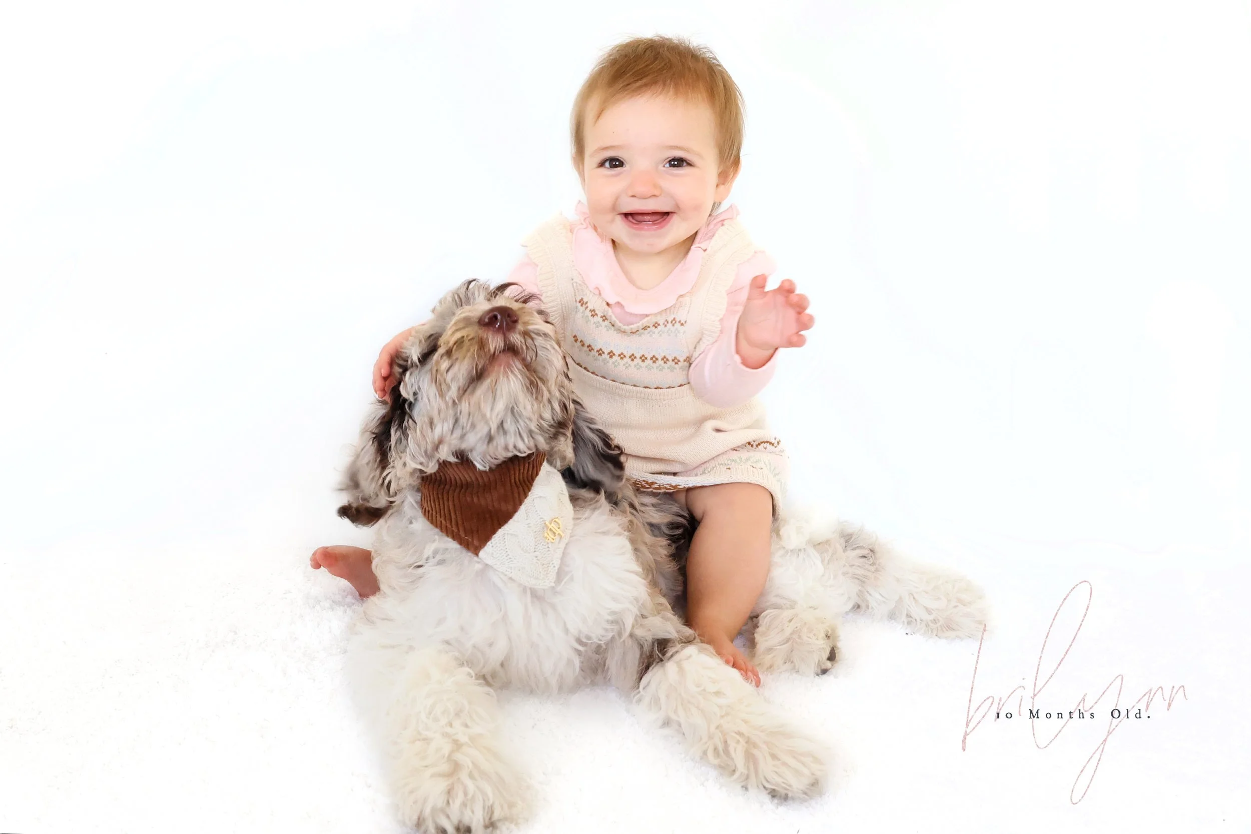 Chocolate Merle English Goldendoodle