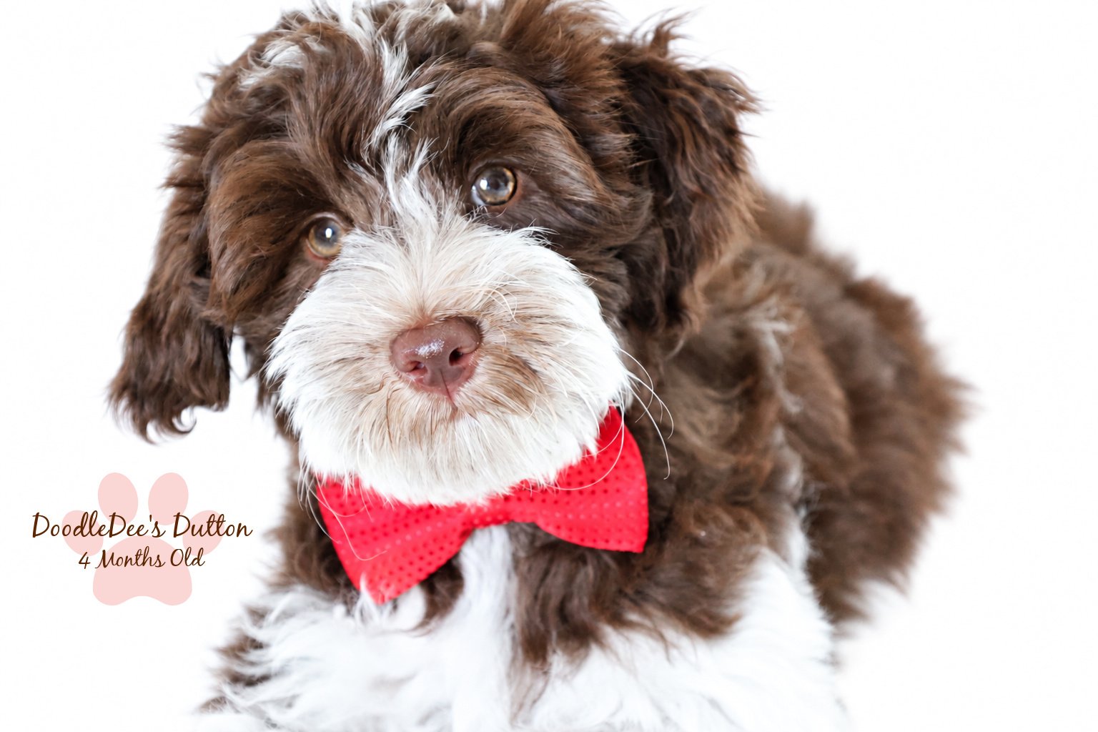 Chocolate Roan English Goldendoodle Stud |  10.2 Lbs