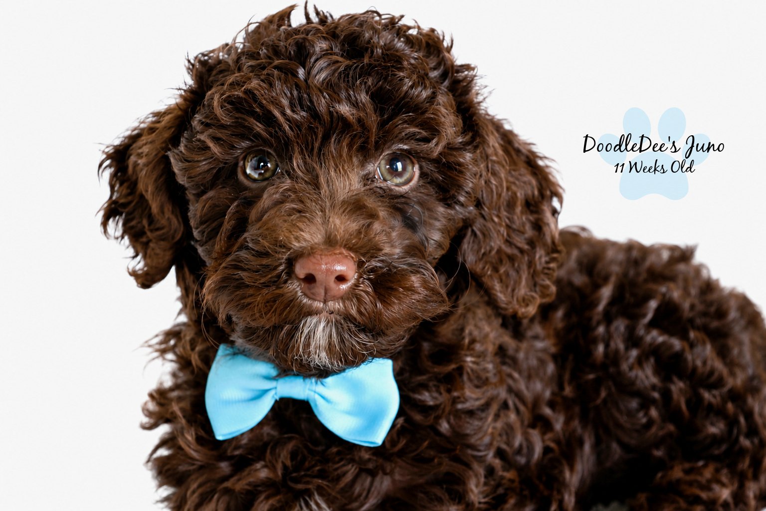 Micro Mini English Goldendoodle