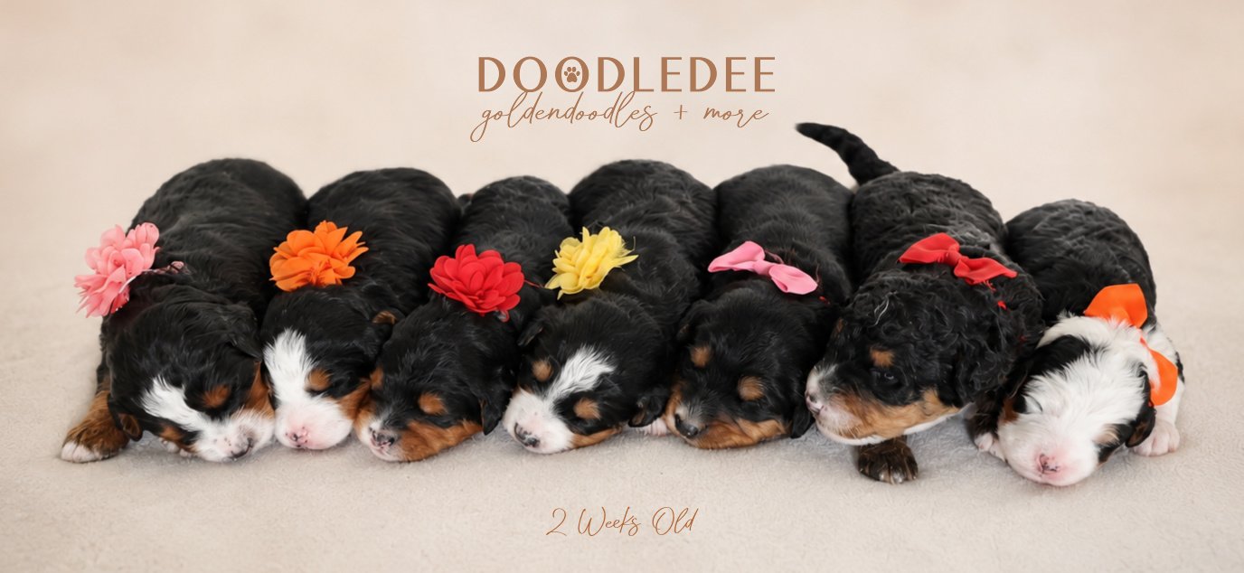 Mini Bernedoodle Puppies