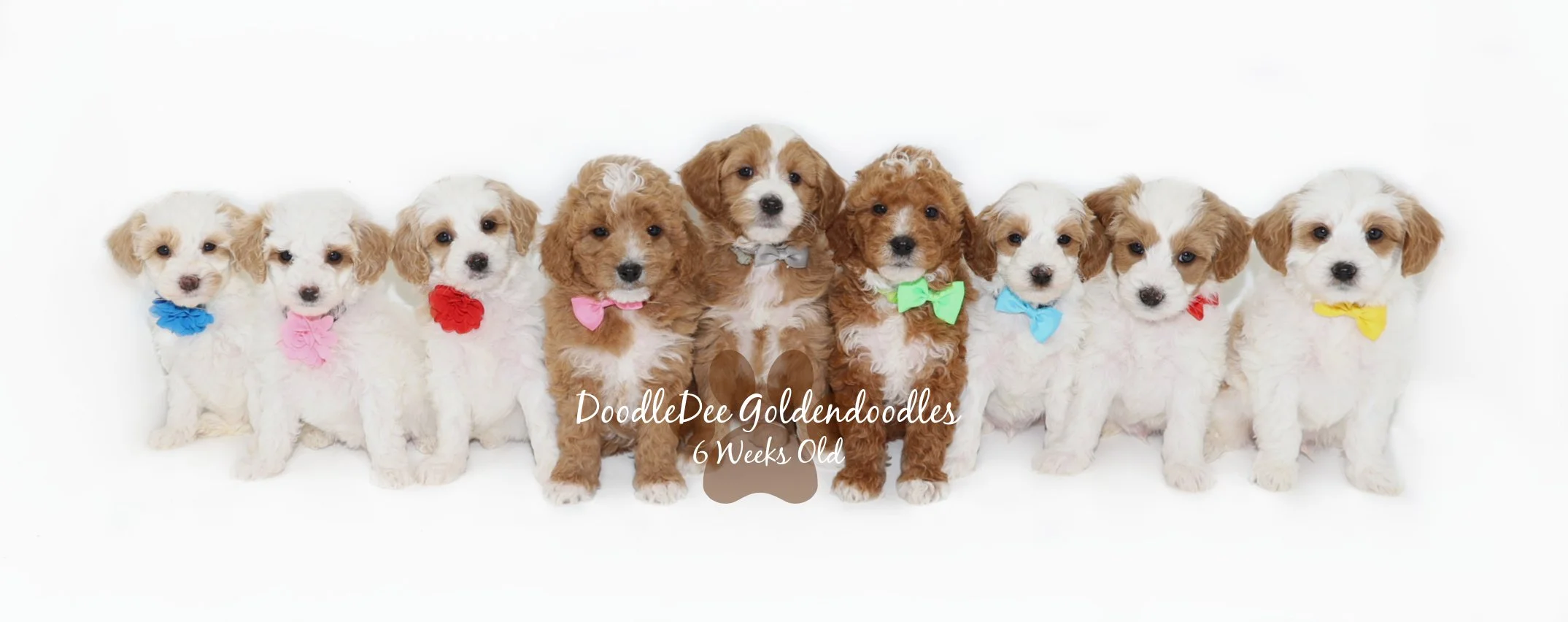 English Goldendoodle Puppies - Dolly